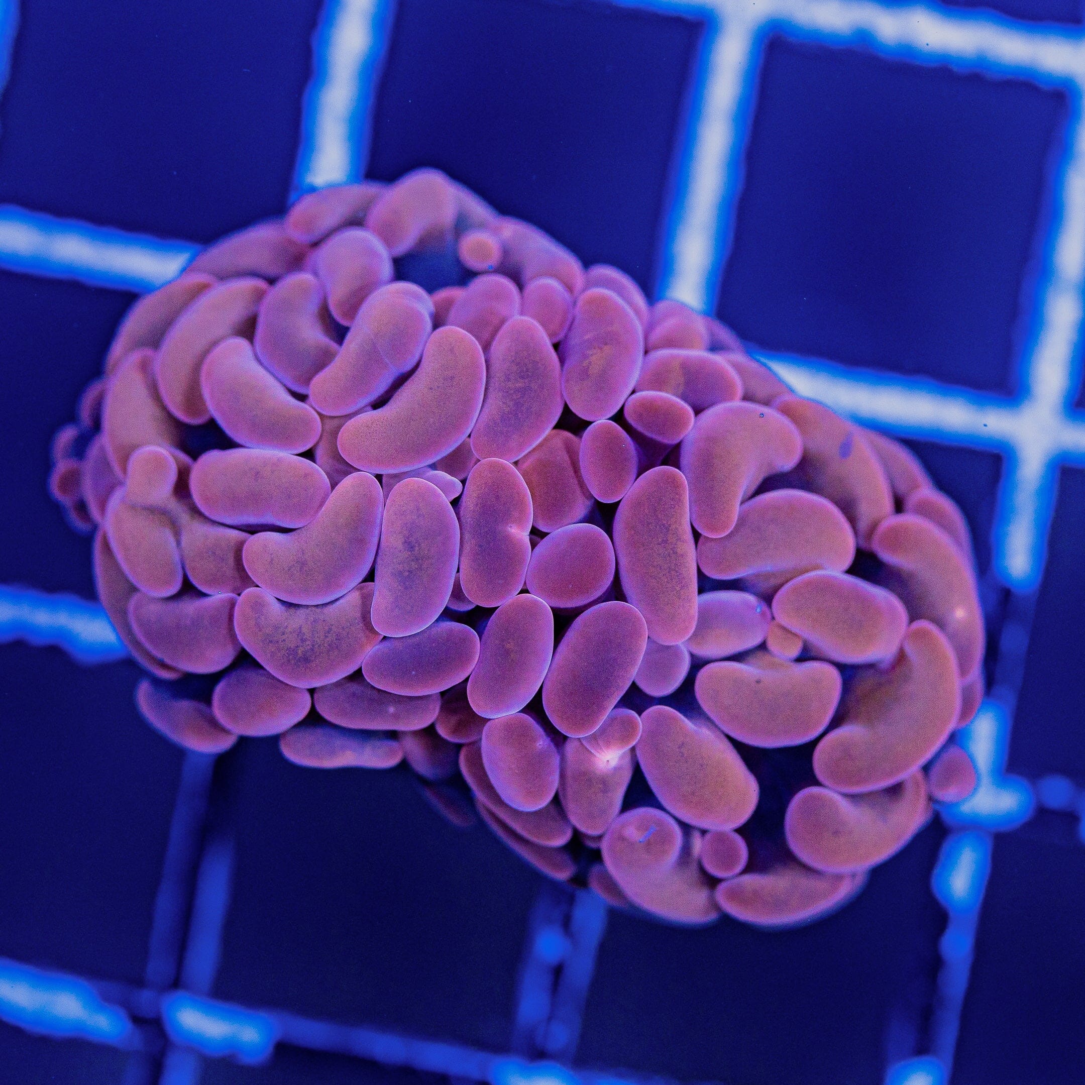 Purple Pink Branching Hammer Reef Lounge Norco