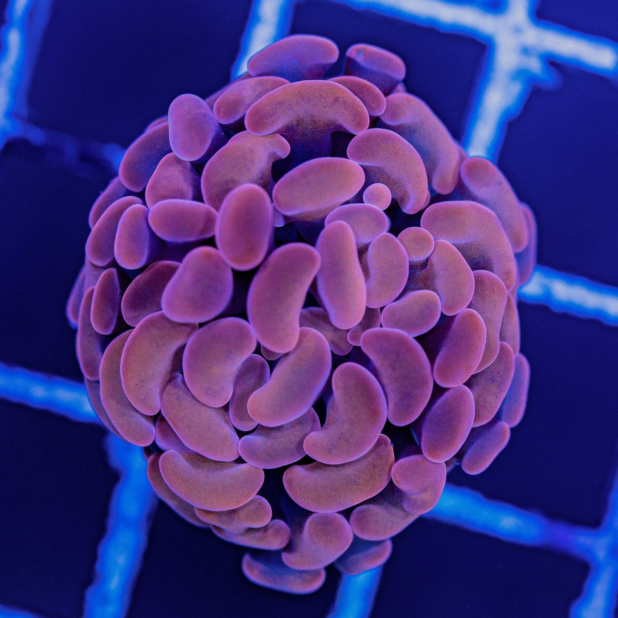 Purple Pink Branching Hammer Reef Lounge Norco