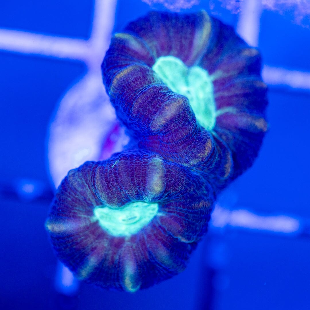 Purple Stripe Candy Cane Coral Reef Lounge Coral