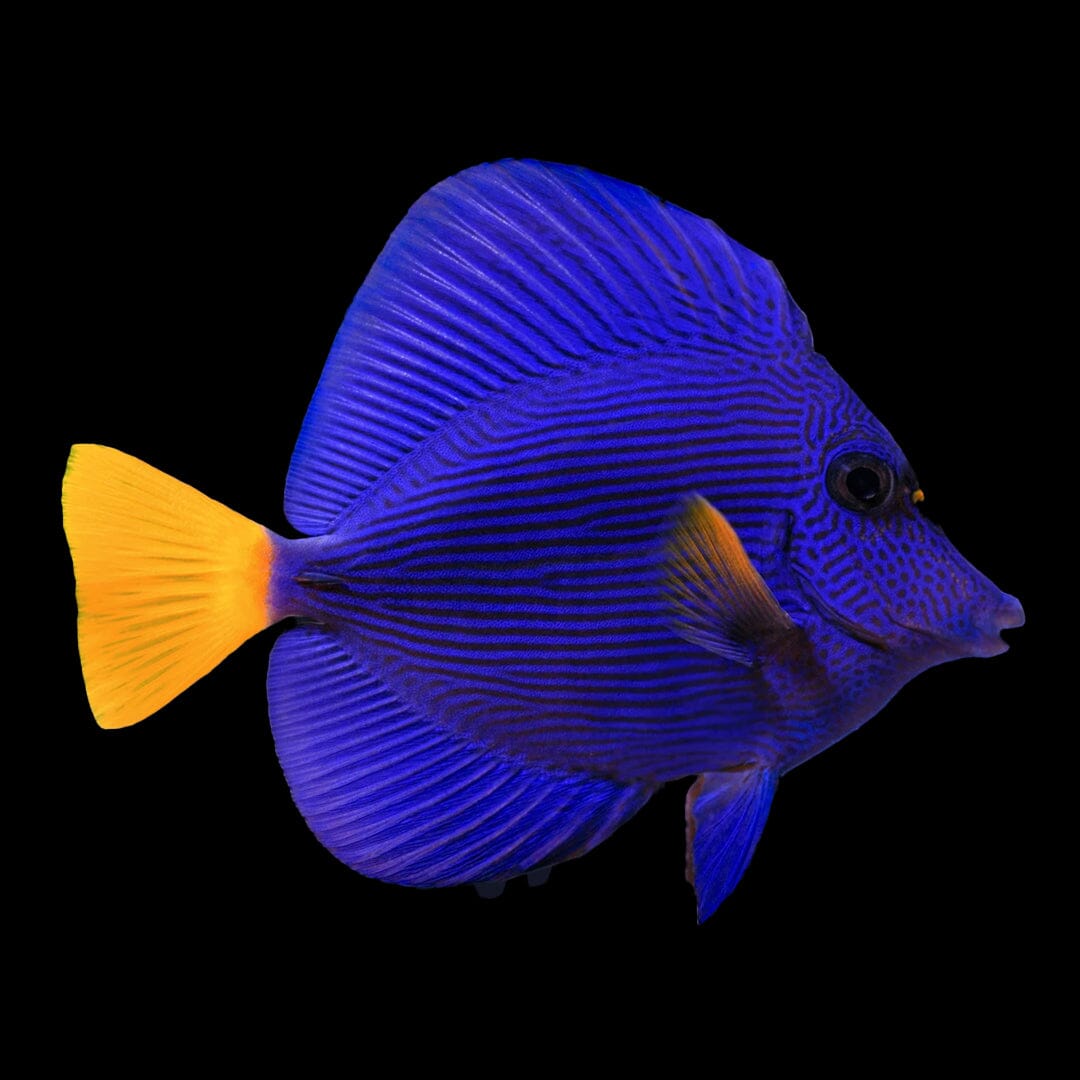 Purple Tang Fish Reef Lounge USA