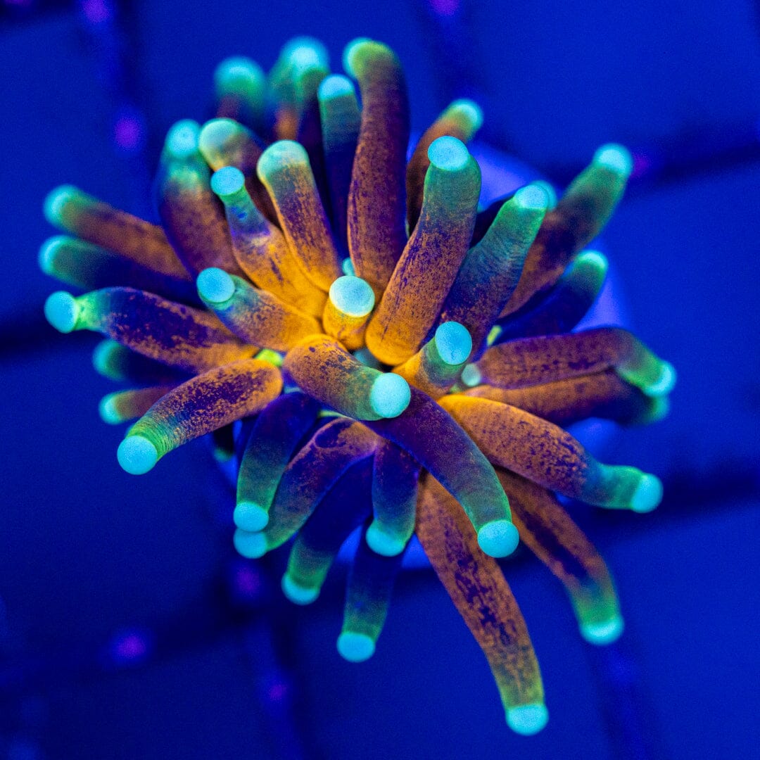 Purple Tiger Torch #3B - WYSIWYG Reef Lounge Norco