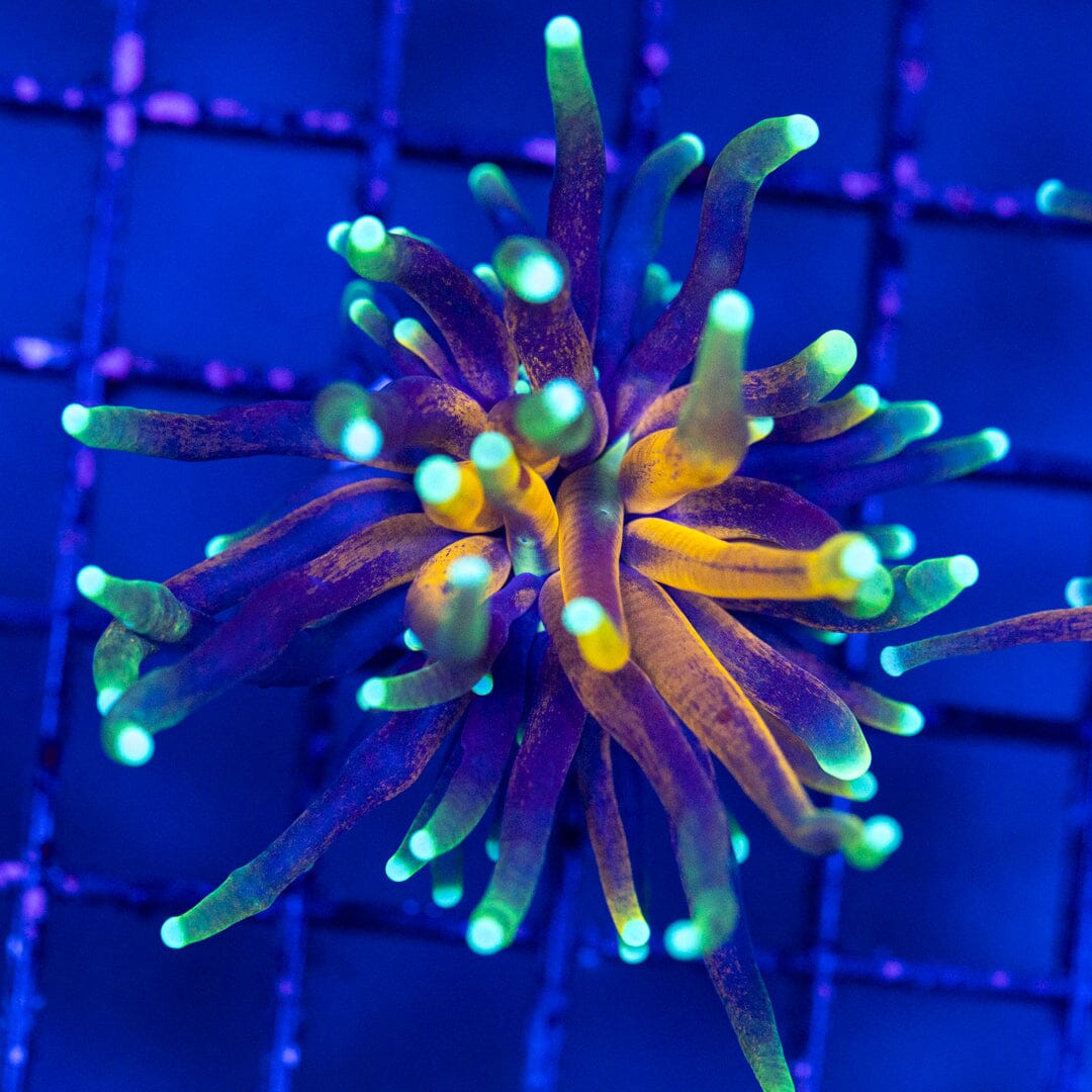 Purple Tiger Torch 4A - WYSIWYG LPS Coral Reef Lounge USA