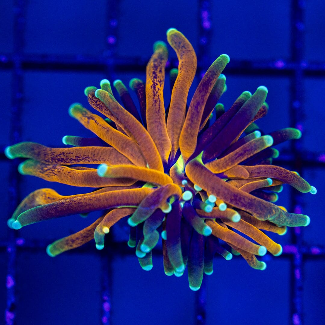 Purple Tiger Torch #4B - WYSIWYG Reef Lounge Norco
