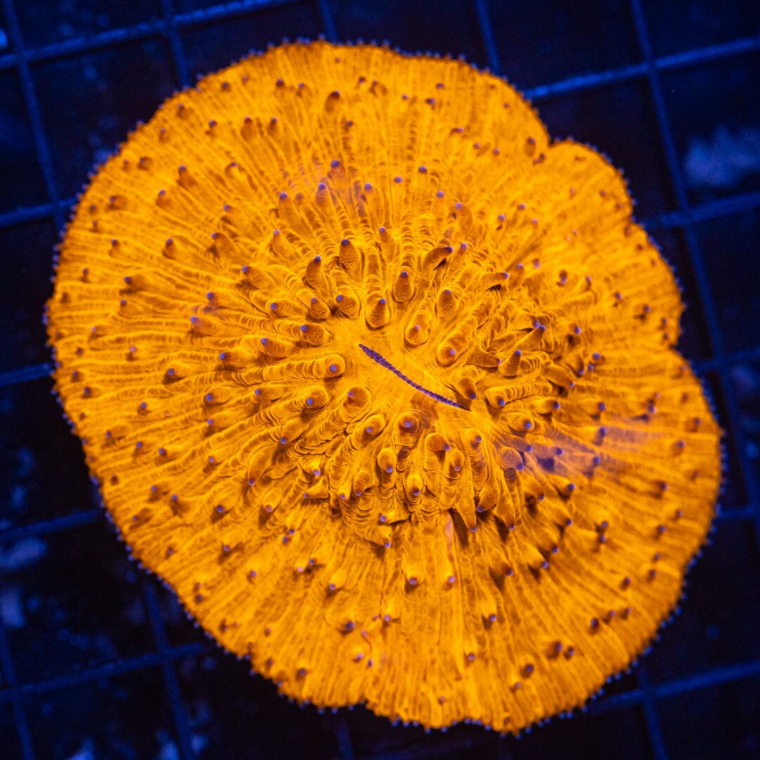 Purple Tip Plate Coral - WYSIWYG Reef Lounge Coral