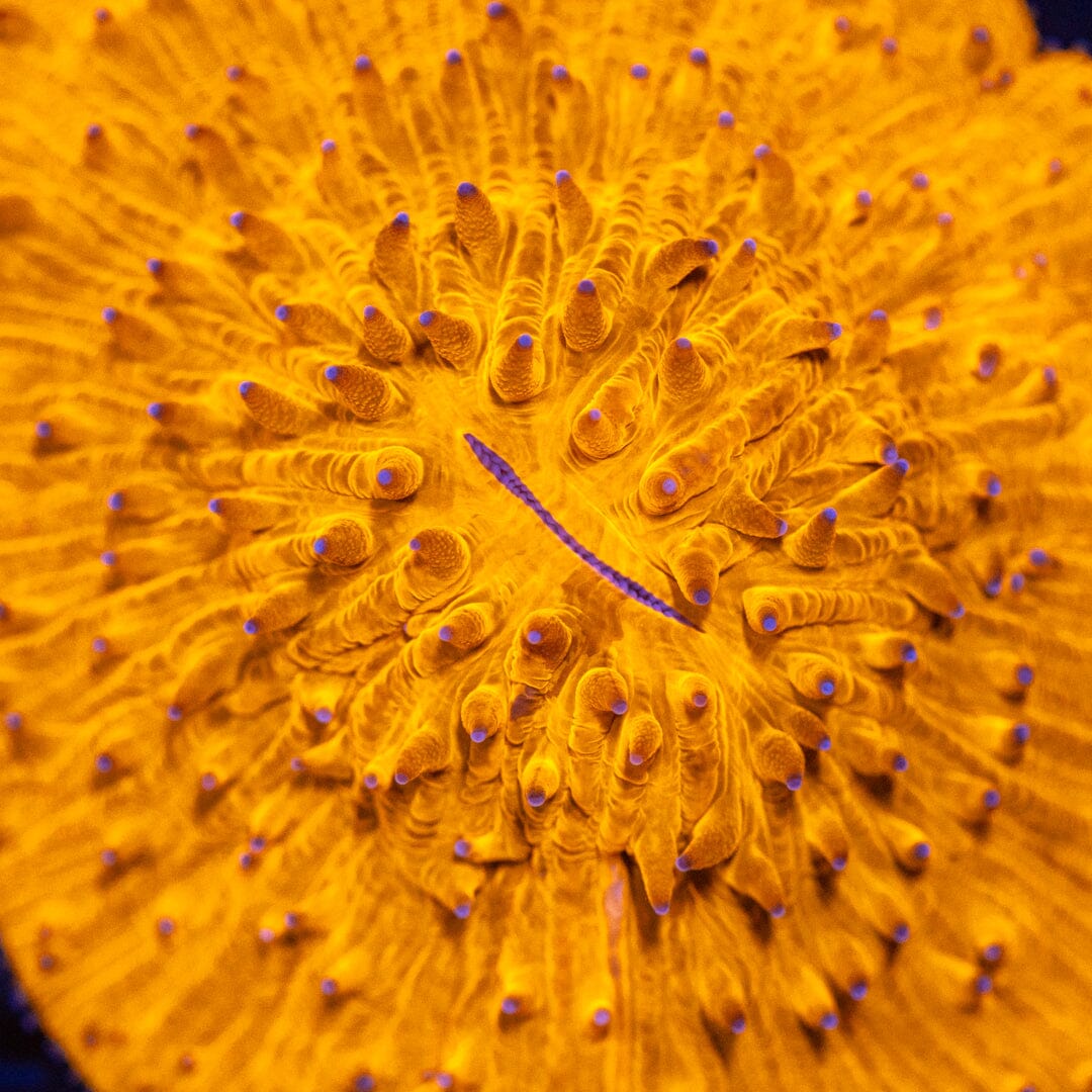 Purple Tip Plate Coral - WYSIWYG Reef Lounge Coral