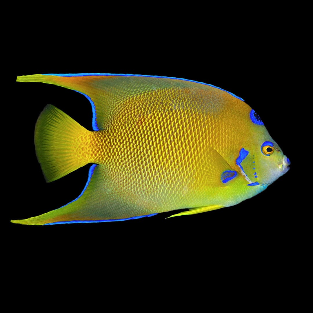 Queen Angel Fish Reef Lounge Coral