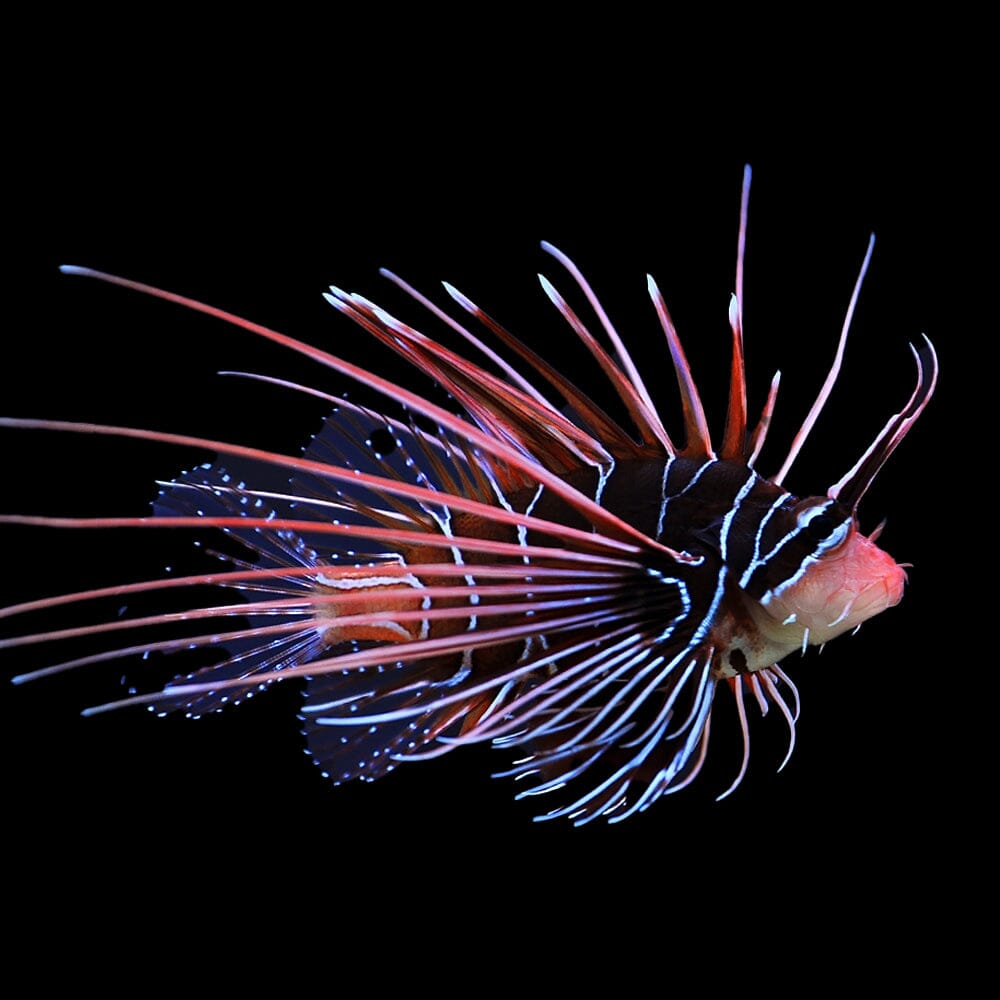 Radiata Lionfish Fish Reef Lounge USA