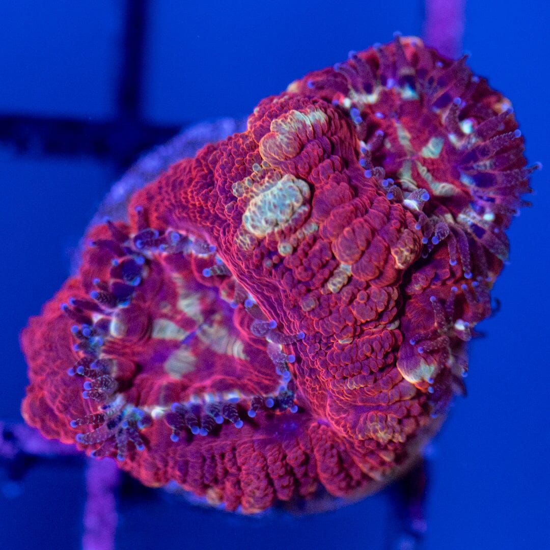 Rainbow Acan 1C - WYSIWYG Reef Lounge Norco