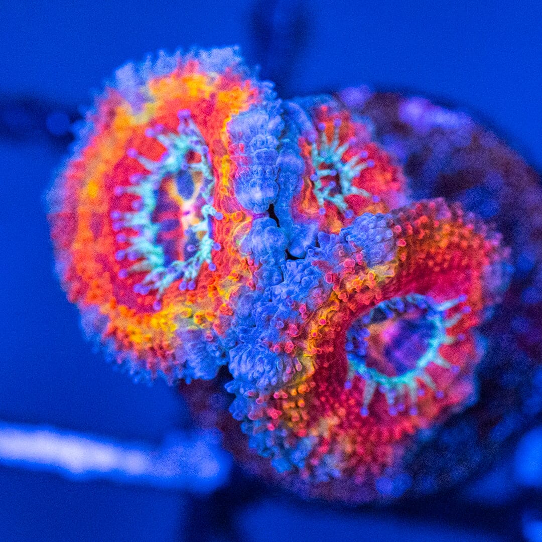 Rainbow Acan 2D - WYSIWYG Reef Lounge Coral