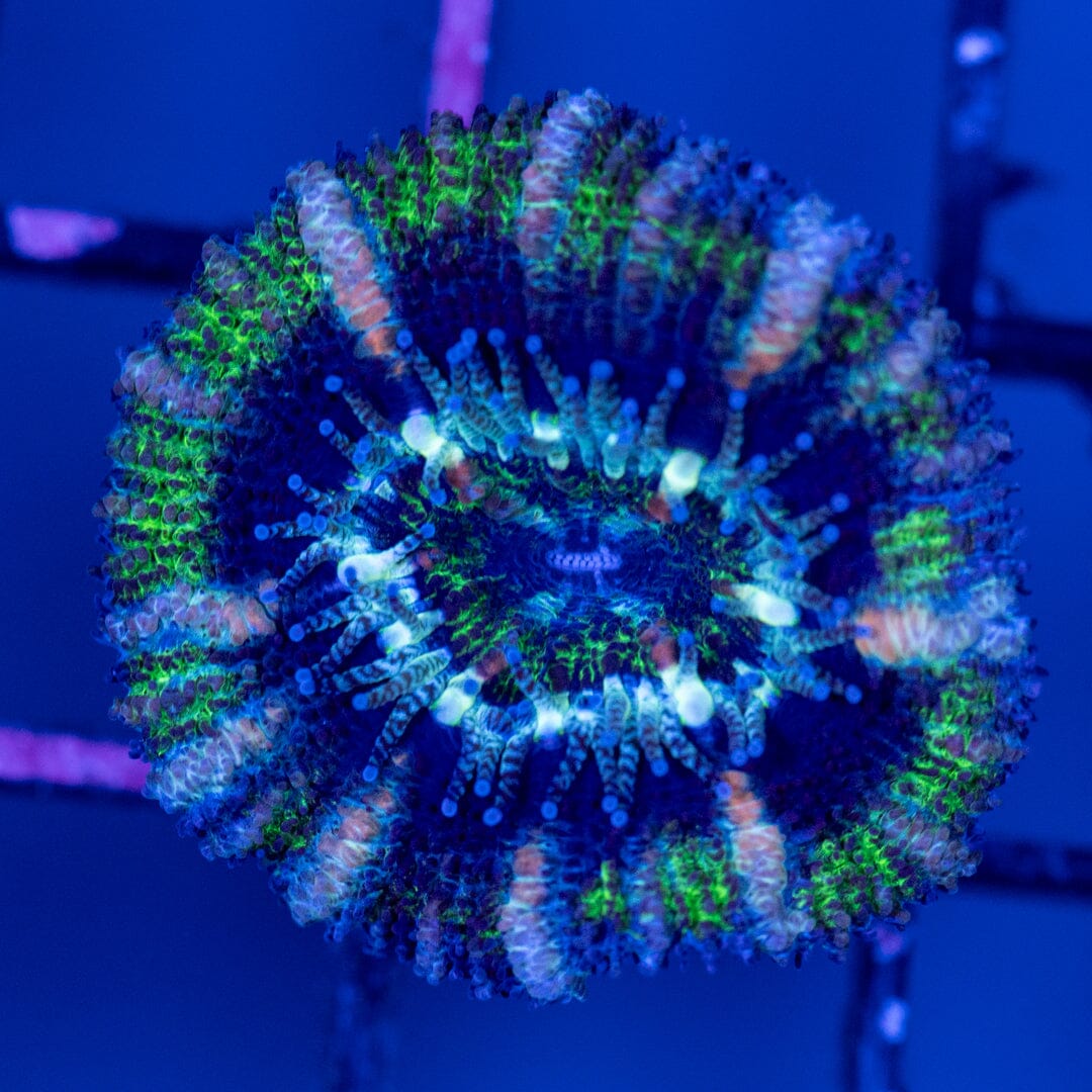 Rainbow Acan 4C - WYSIWYG Reef Lounge Norco