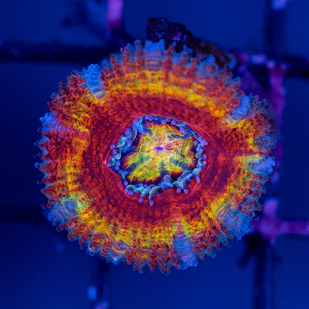 Rainbow Acan 5C - WYSIWYG Reef Lounge Norco