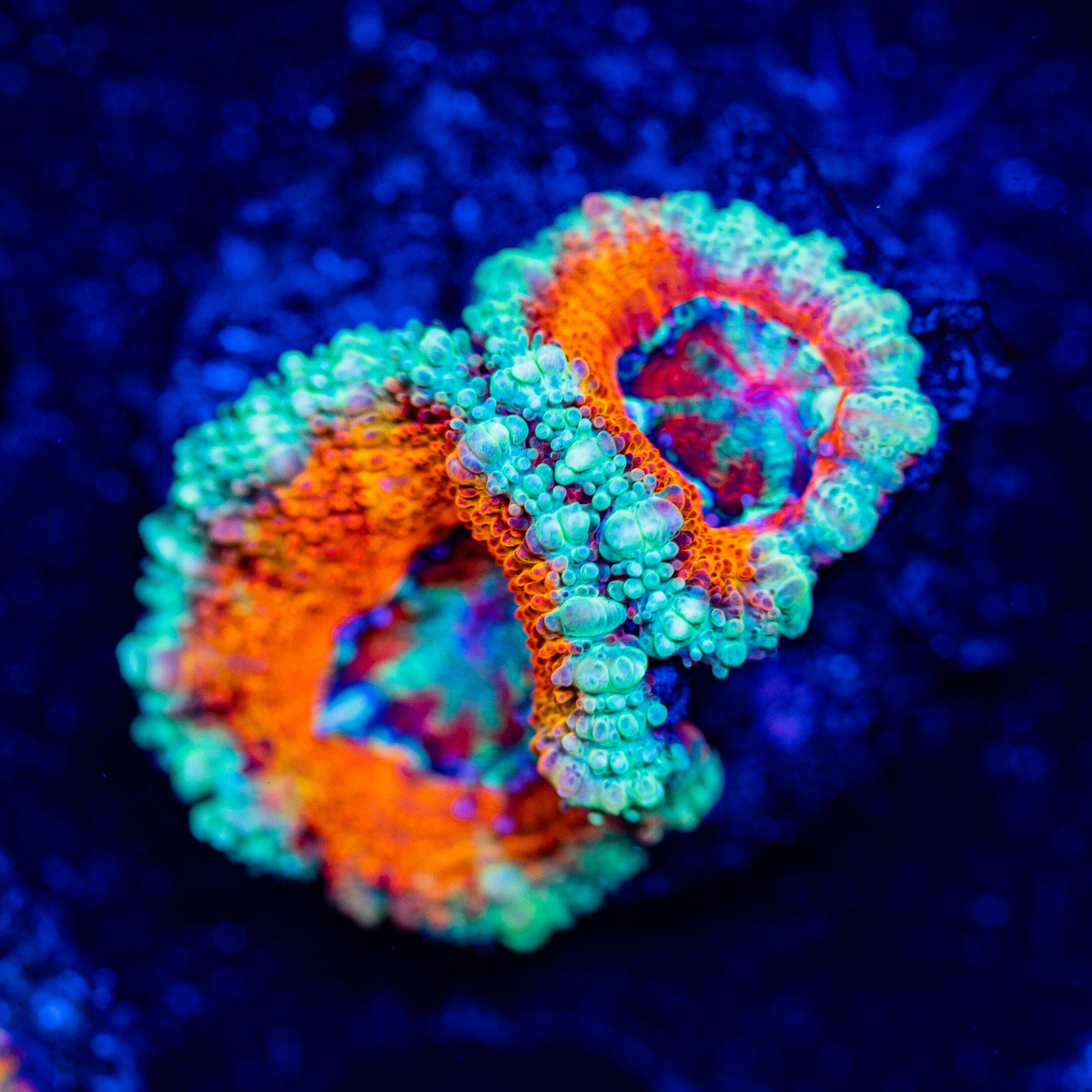 Rainbow Acan - WYSIWYG Frag Reef Lounge Norco