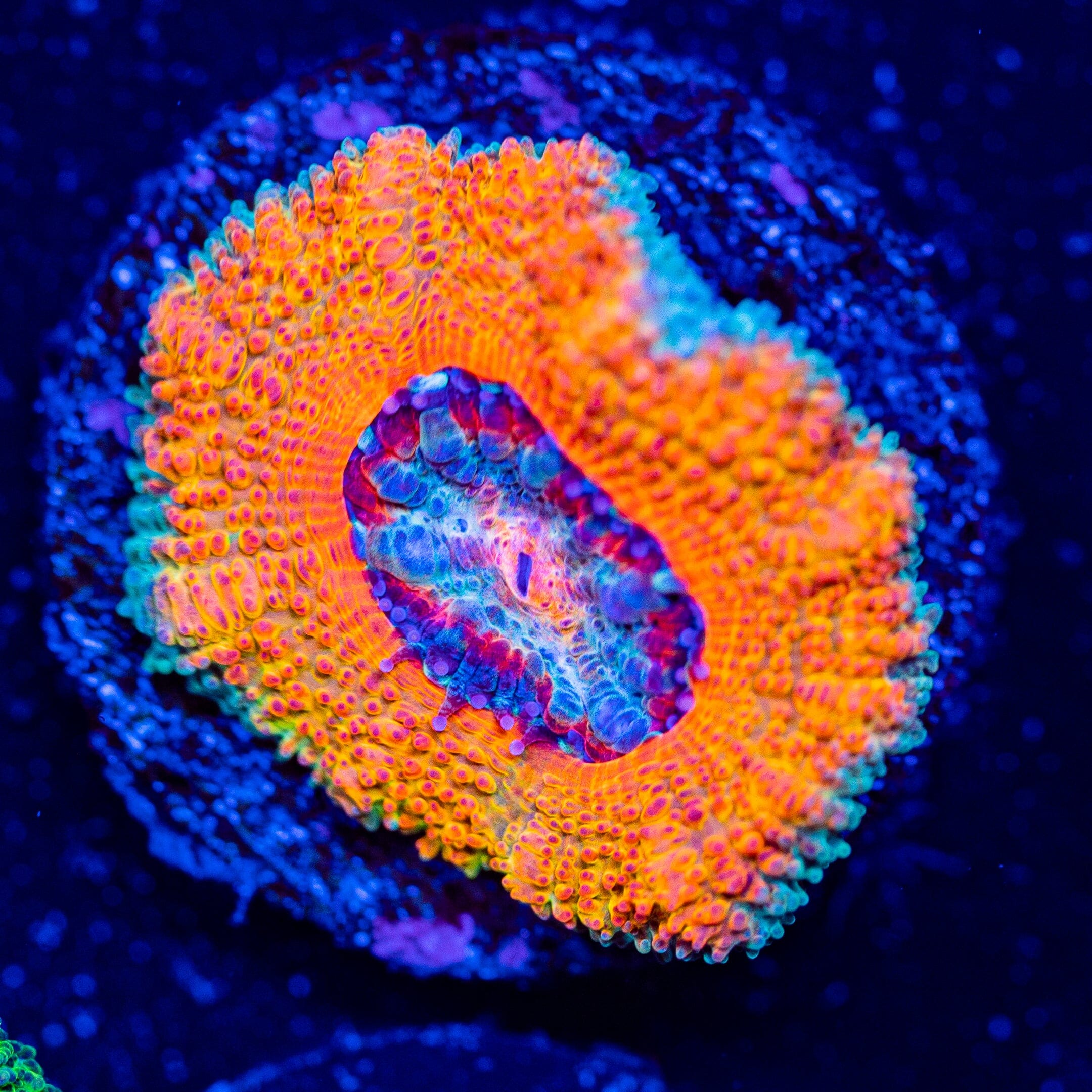Rainbow Acan - WYSIWYG Frag Reef Lounge Norco