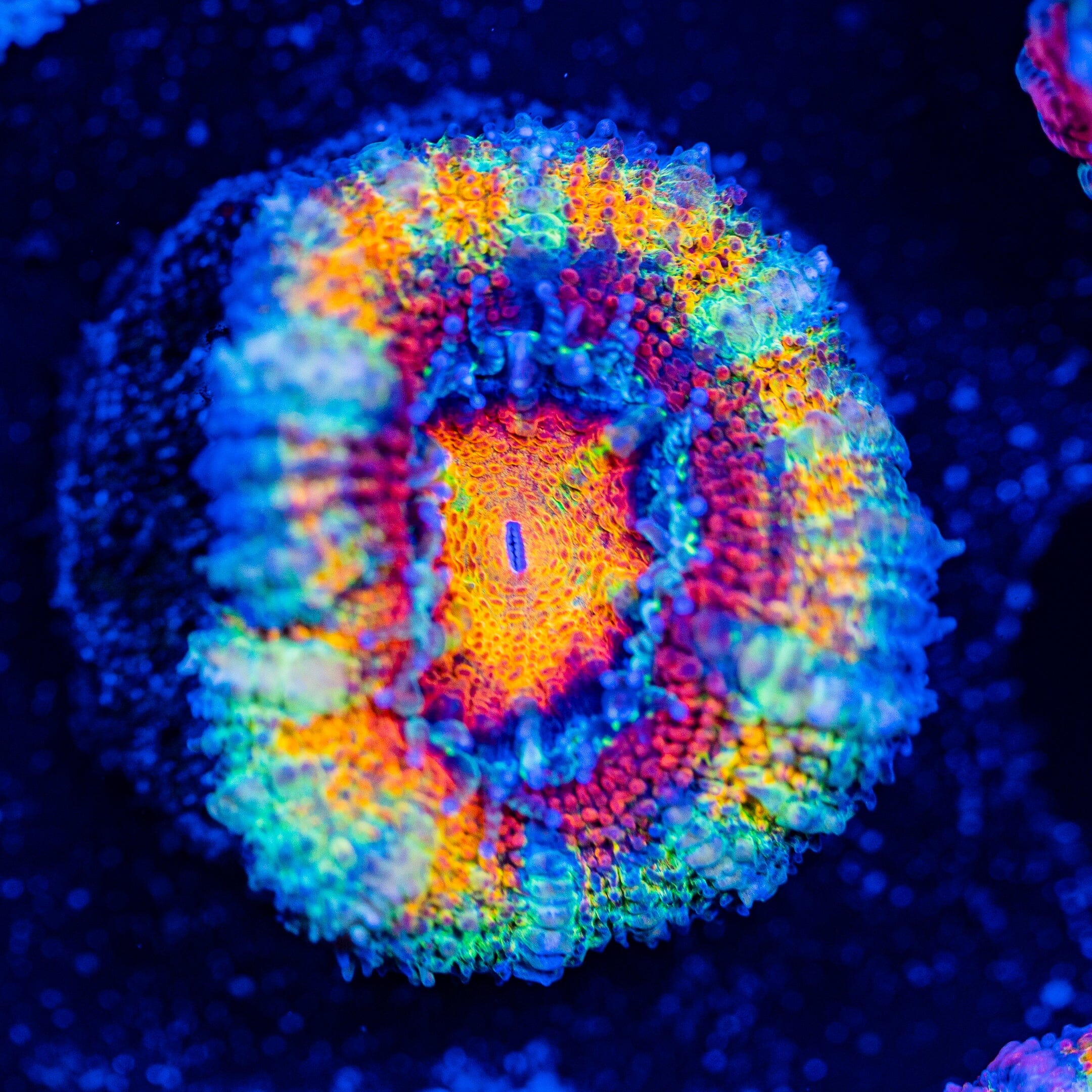 Rainbow Acan - WYSIWYG Frag Reef Lounge Norco