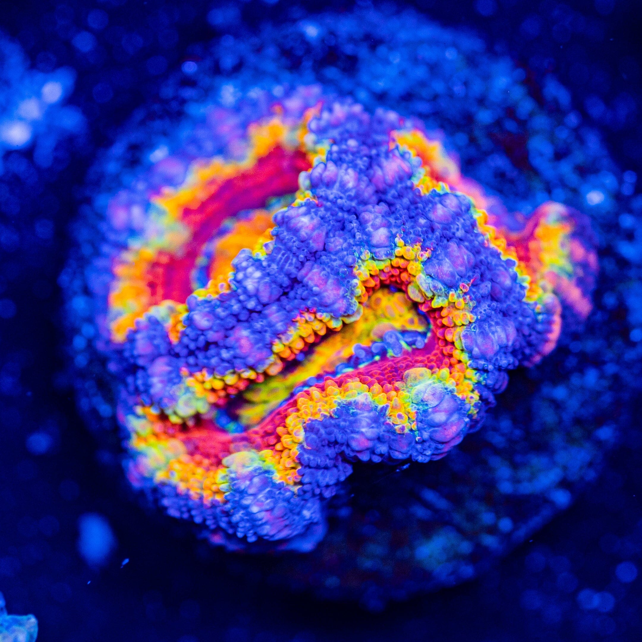 Rainbow Acan - WYSIWYG Frag Reef Lounge Norco