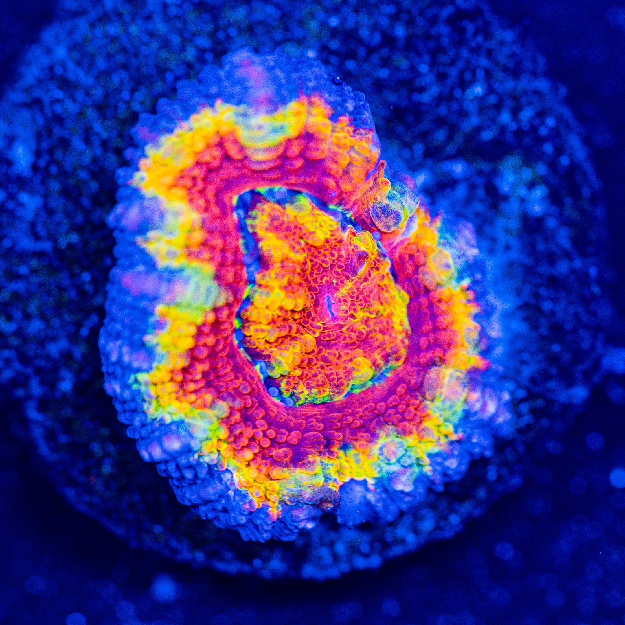 Rainbow Acan - WYSIWYG Frag Reef Lounge Norco