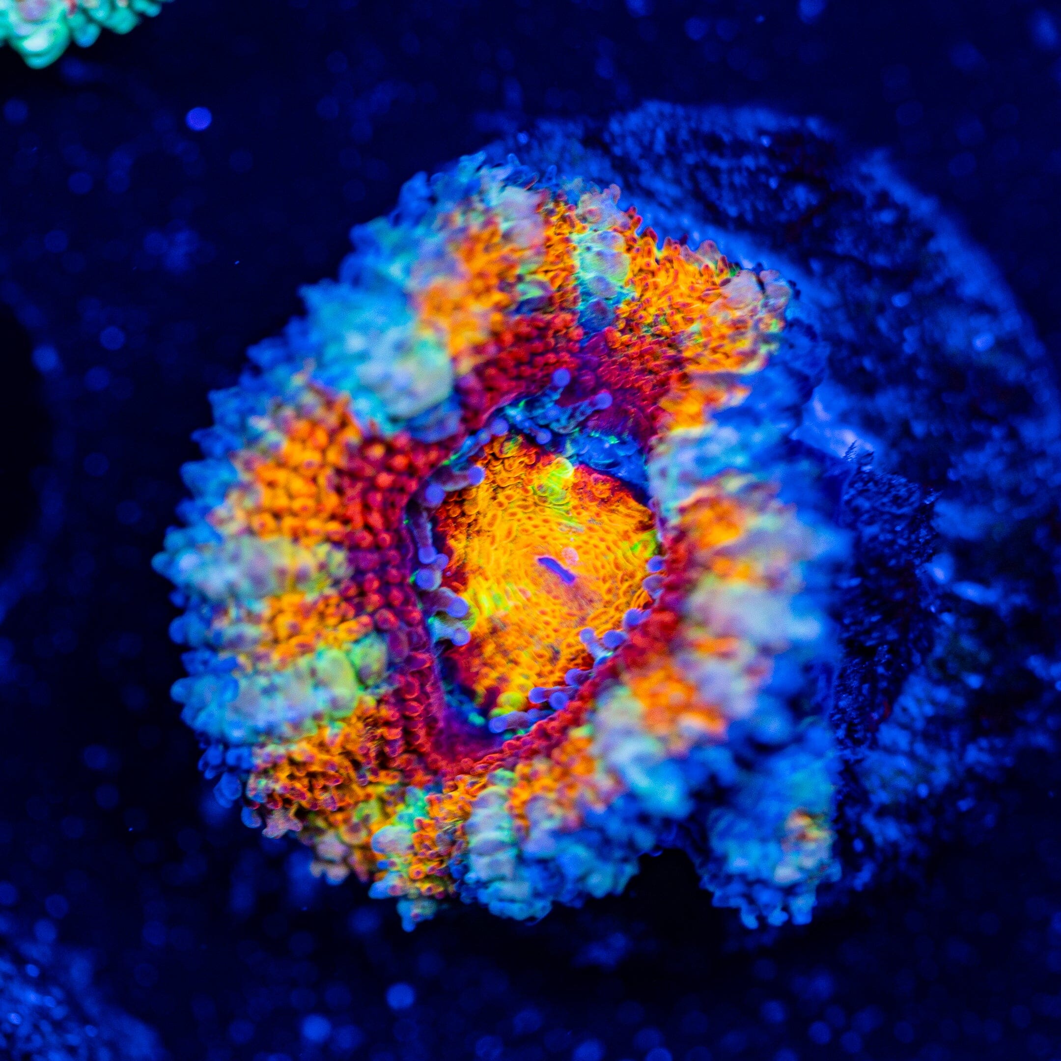 Rainbow Acan - WYSIWYG Frag Reef Lounge Norco