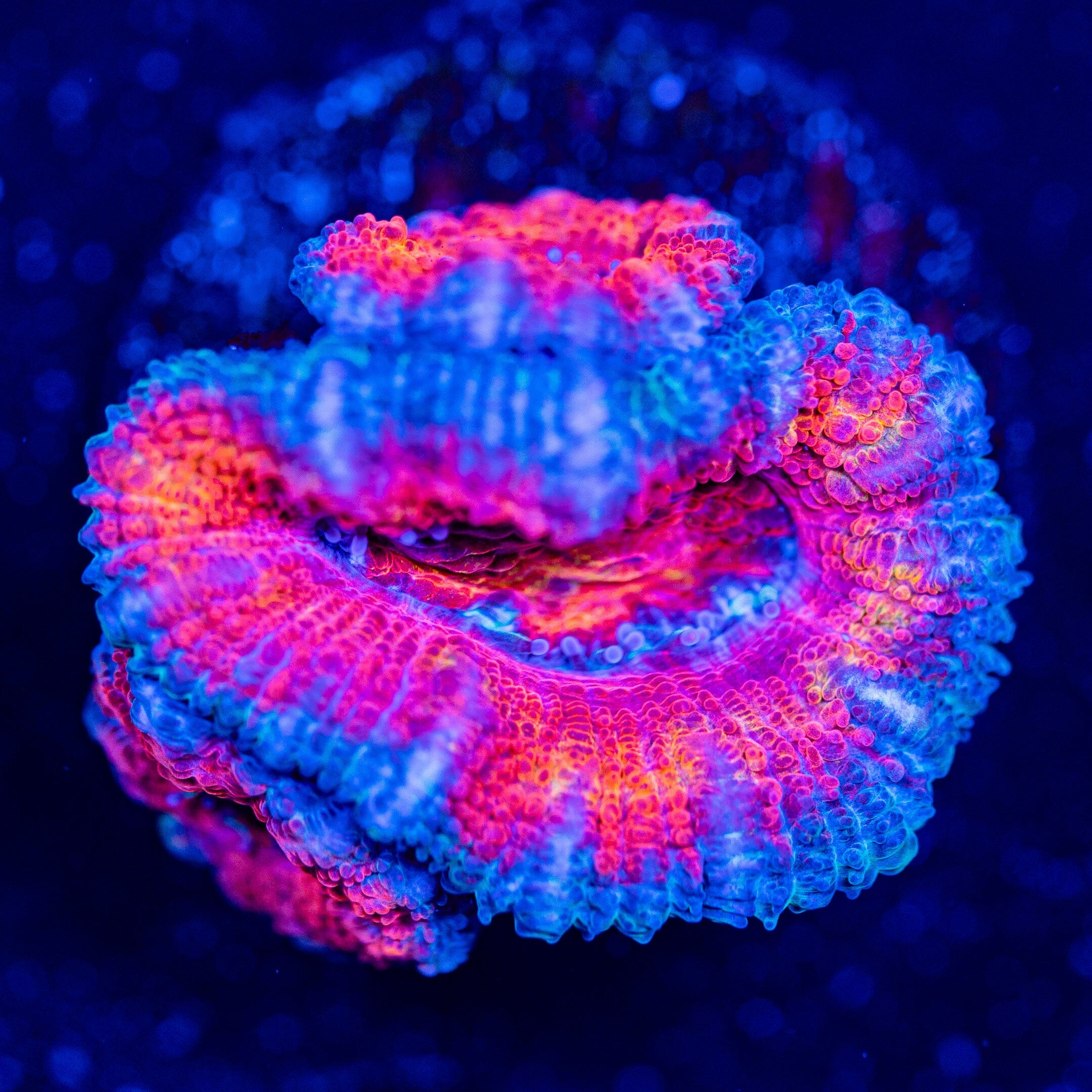 Rainbow Acan - WYSIWYG Frag Reef Lounge Norco