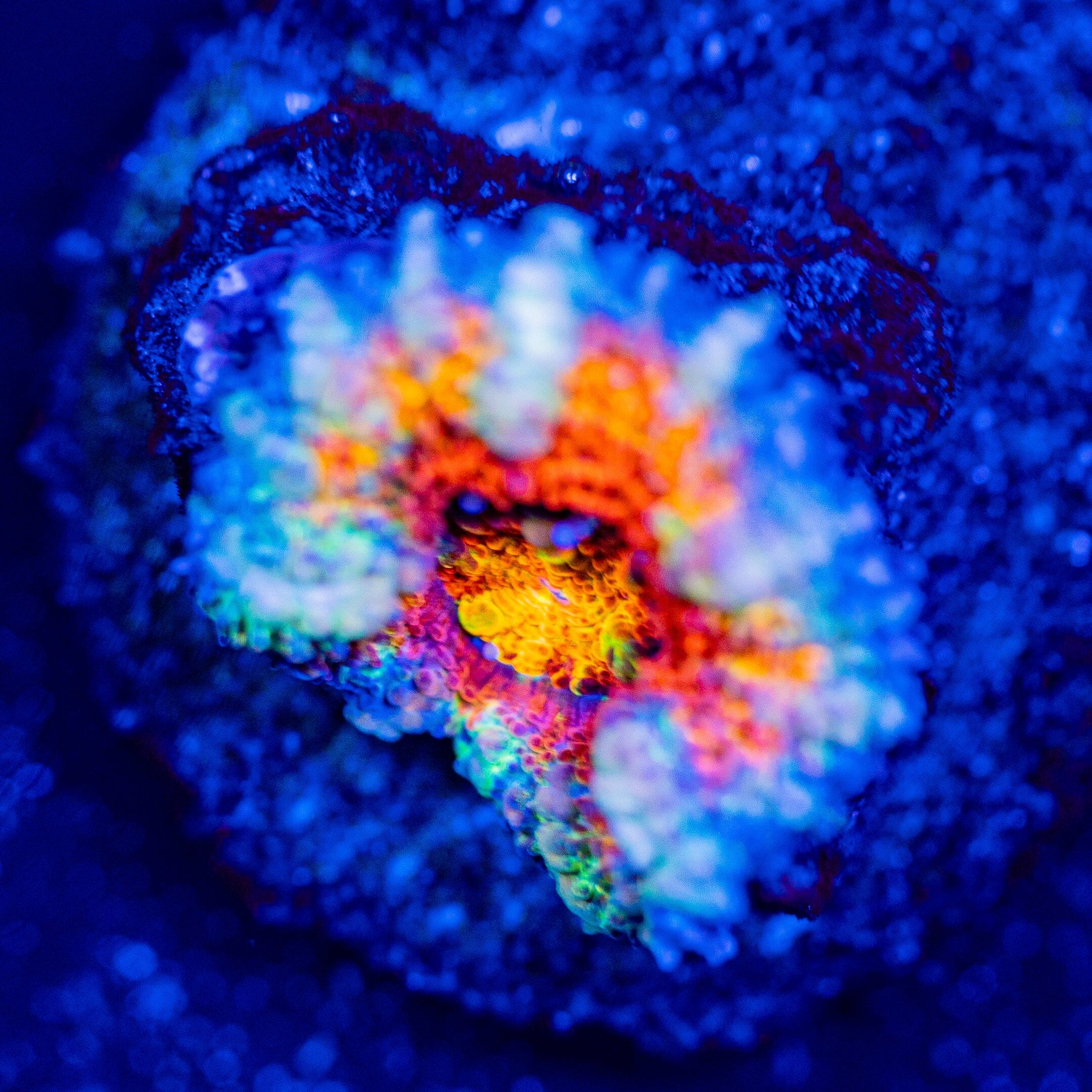 Rainbow Acan - WYSIWYG Frag Reef Lounge Norco