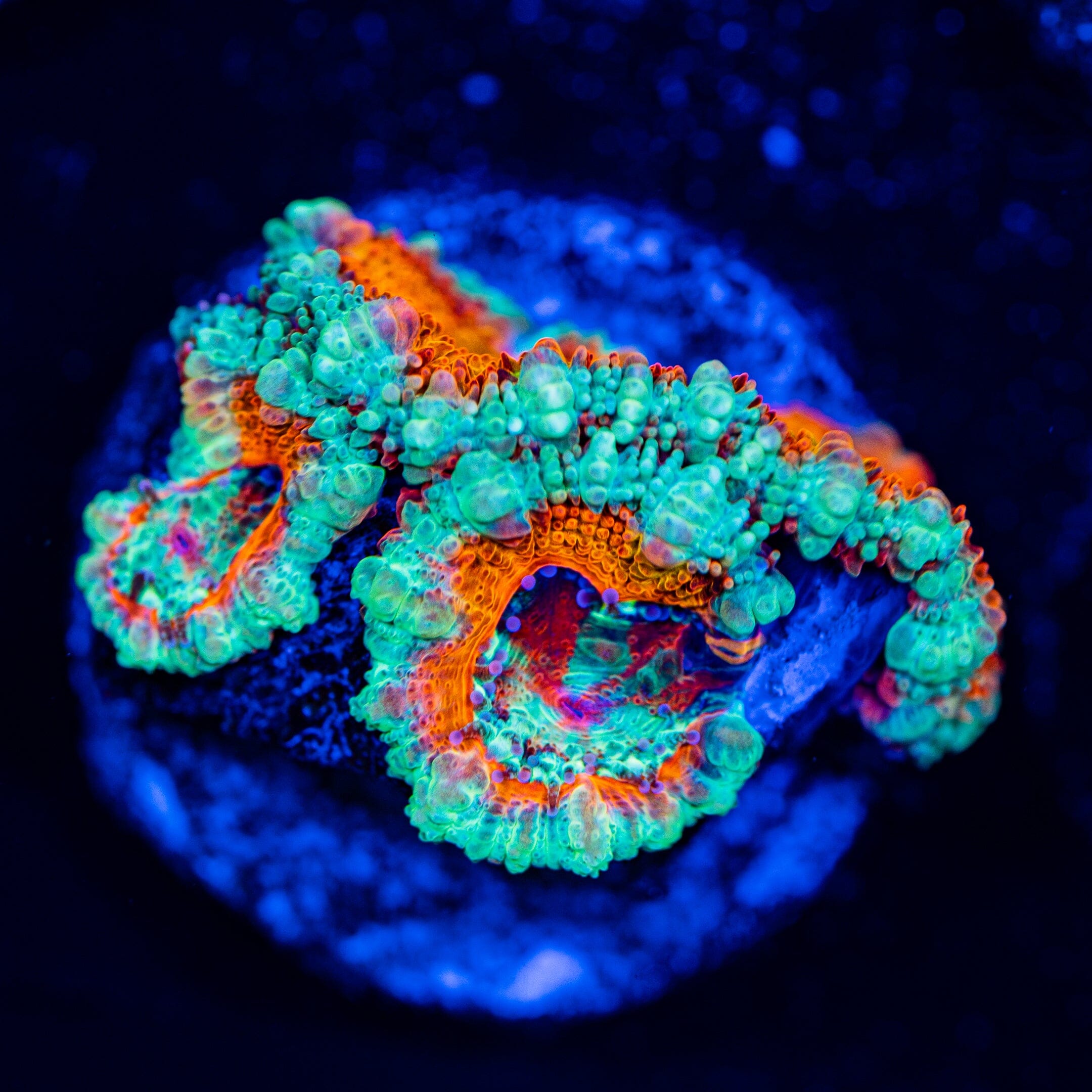 Rainbow Acan - WYSIWYG Frag Reef Lounge Norco