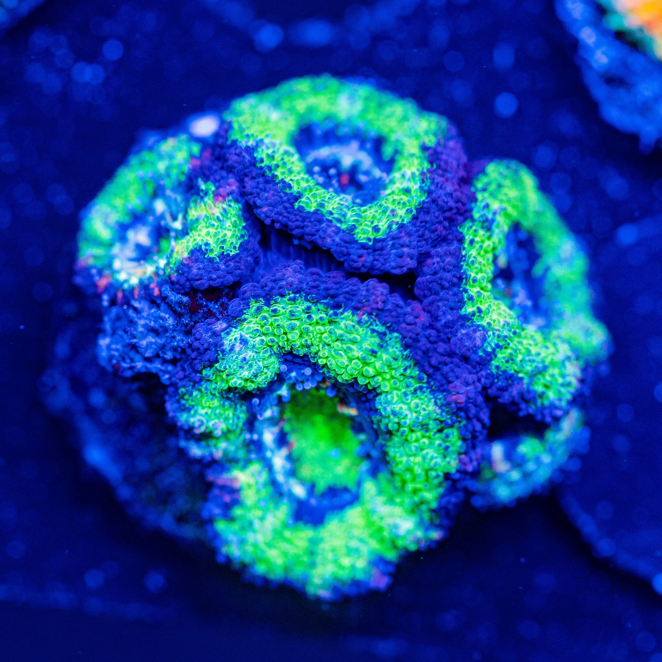 Rainbow Acan - WYSIWYG Frag Reef Lounge Norco