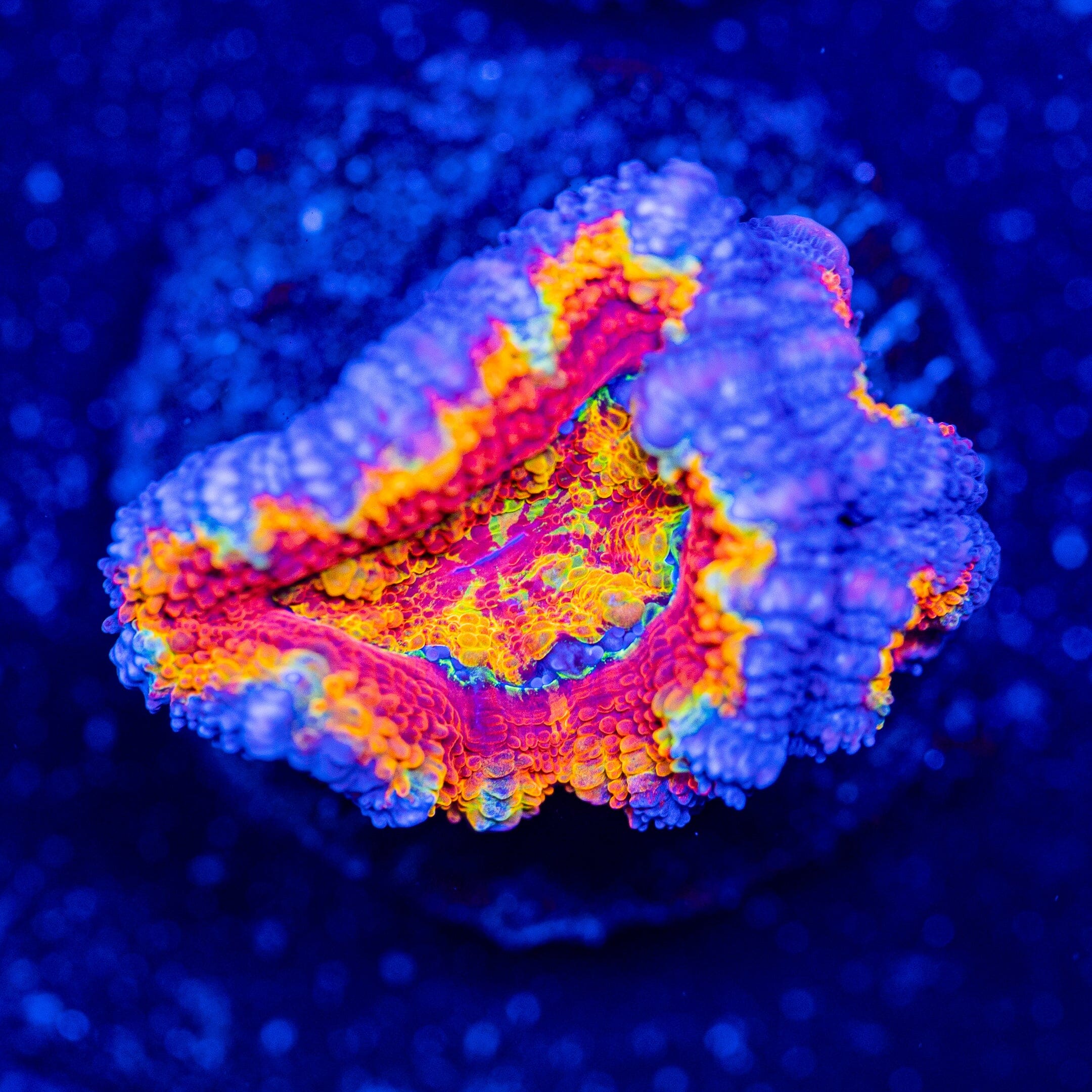Rainbow Acan - WYSIWYG Frag Reef Lounge Norco
