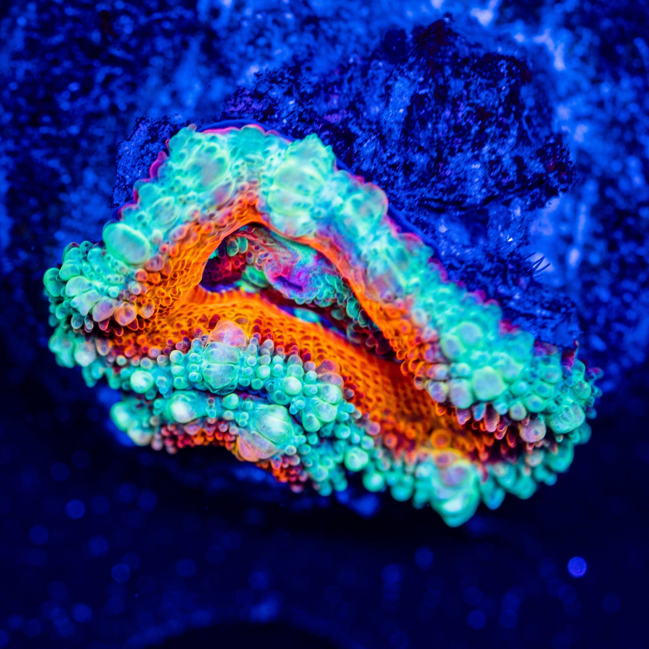 Rainbow Acan - WYSIWYG Frag Reef Lounge Norco