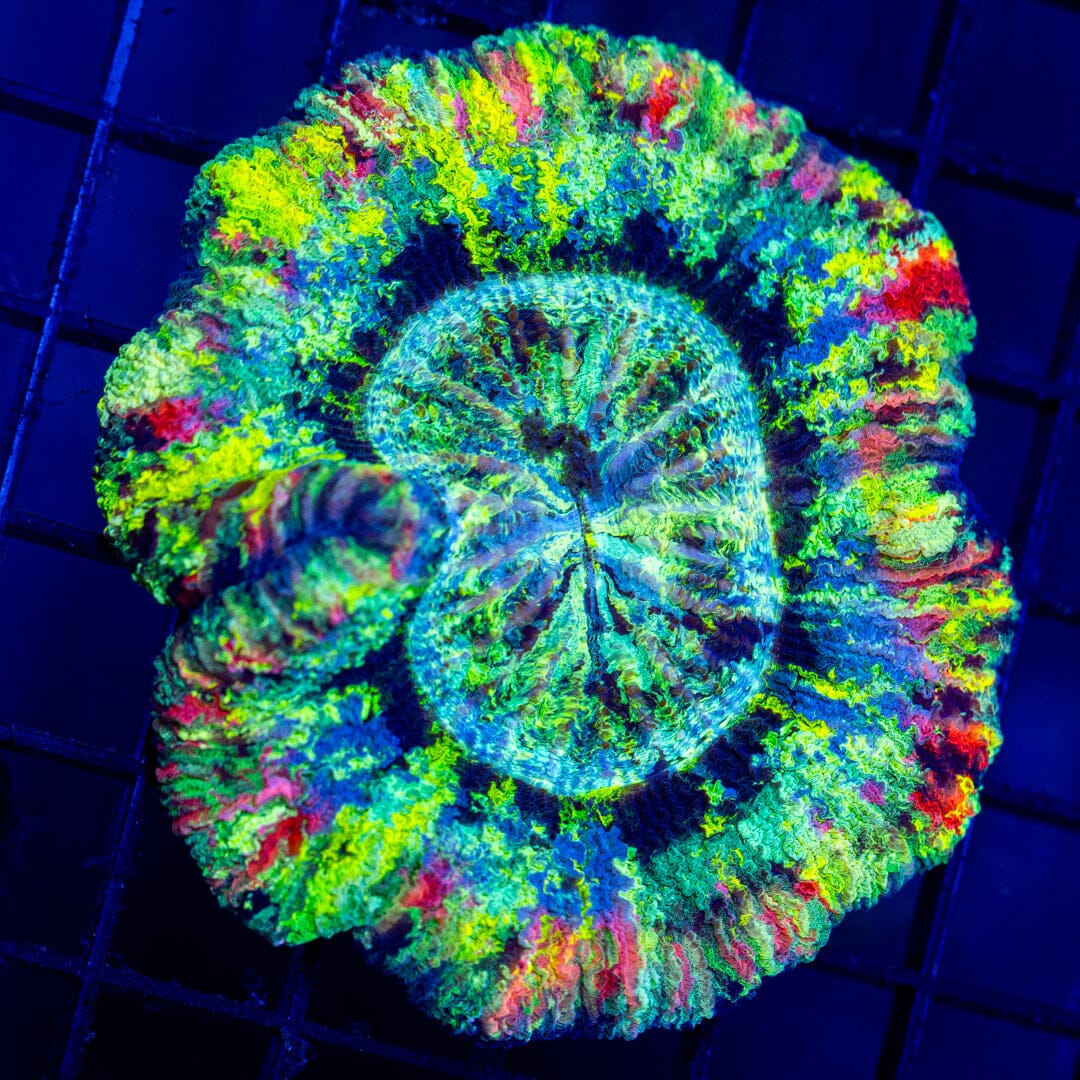 Rainbow Brain Coral 7C - WYSIWYG Reef Lounge Norco