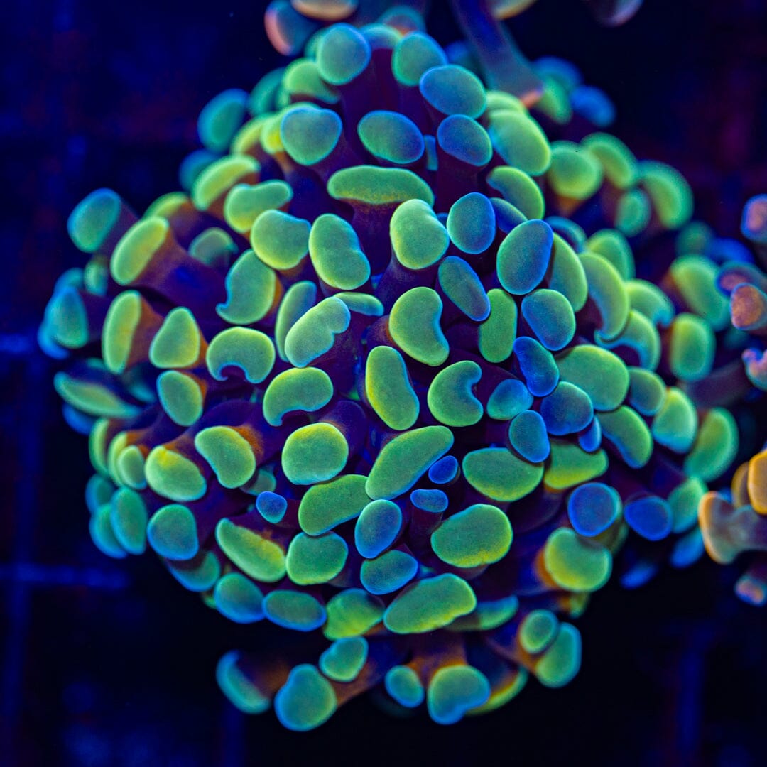 Rainbow Hammer 1D - WYSIWYG Reef Lounge Norco