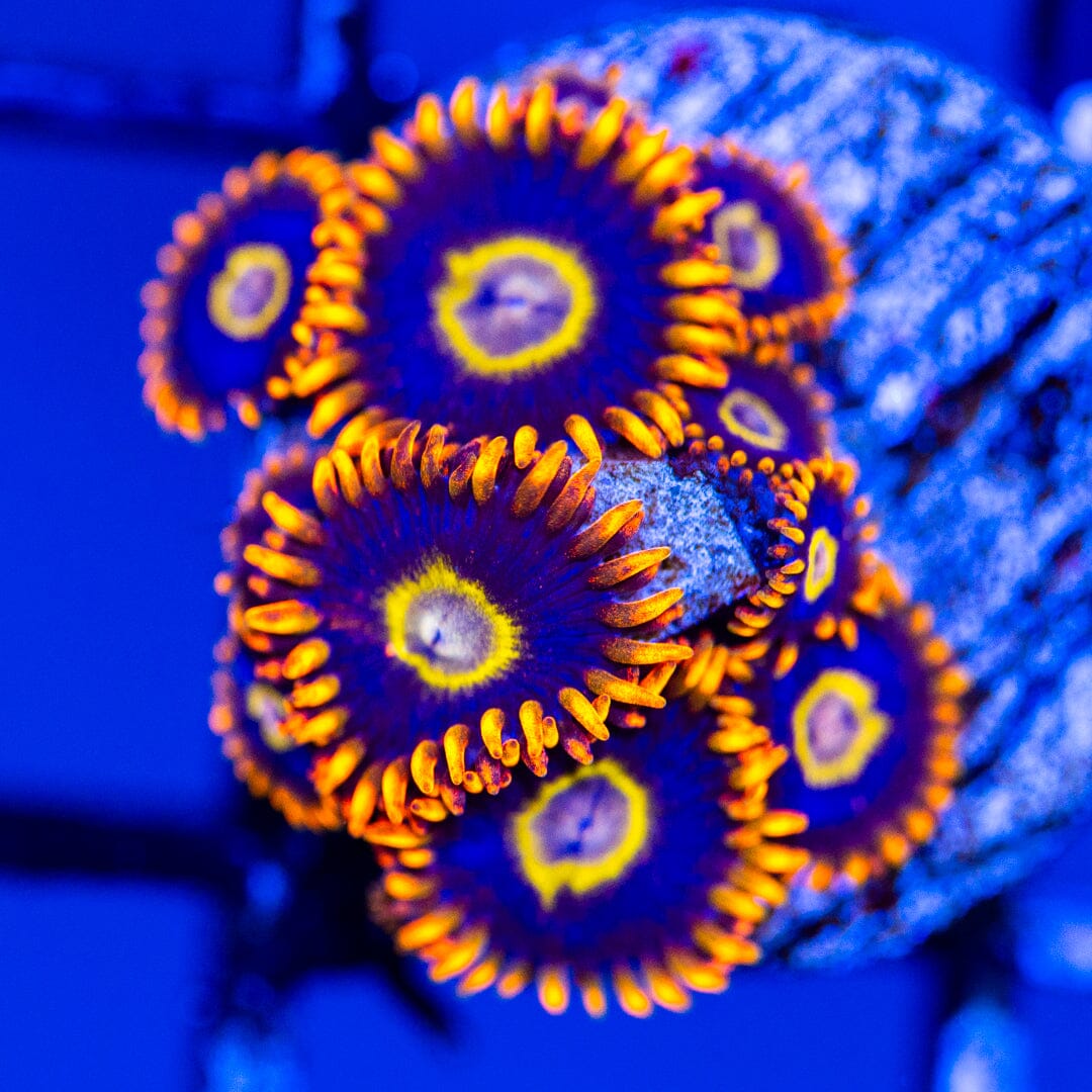 Rainbow Hornet - Overgrown Zoanthid Plugs 4A - WYSIWYG Reef Lounge Coral