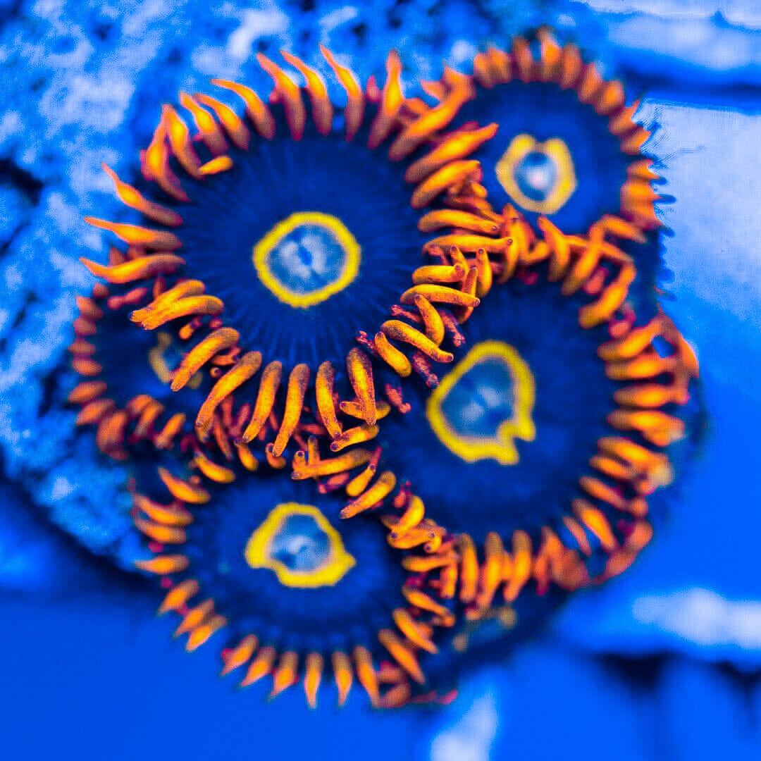 Rainbow Hornet Zoanthids Reef Lounge Coral