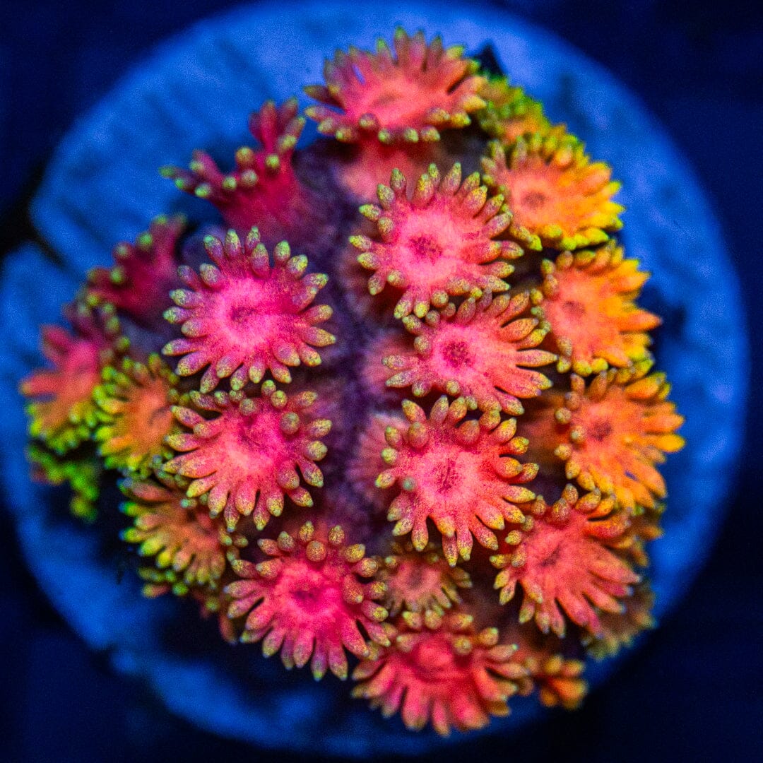 Rainbow Micro Goniopora 2A - WYSIWYG Reef Lounge Coral