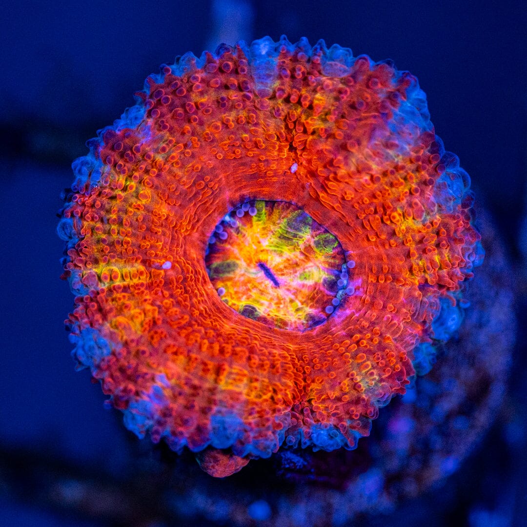 Rainbow Micromussa (Acan) Frag 3C - WYSIWYG Reef Lounge Coral