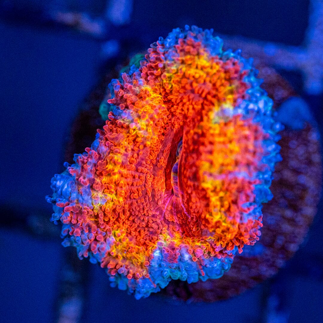 Rainbow Micromussa (Acan) Frag 4C - WYSIWYG Reef Lounge Coral