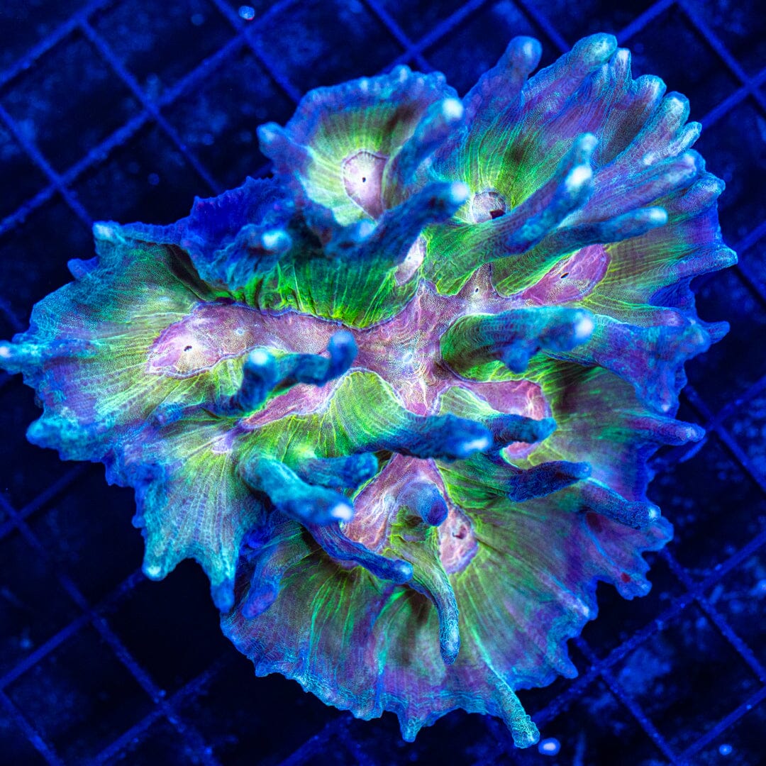 Rainbow Pectinia - WYSIWYG Reef Lounge Norco