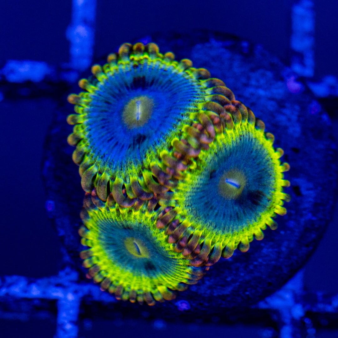 Rainbow Rhino Zoanthids Zoa Reef Lounge USA
