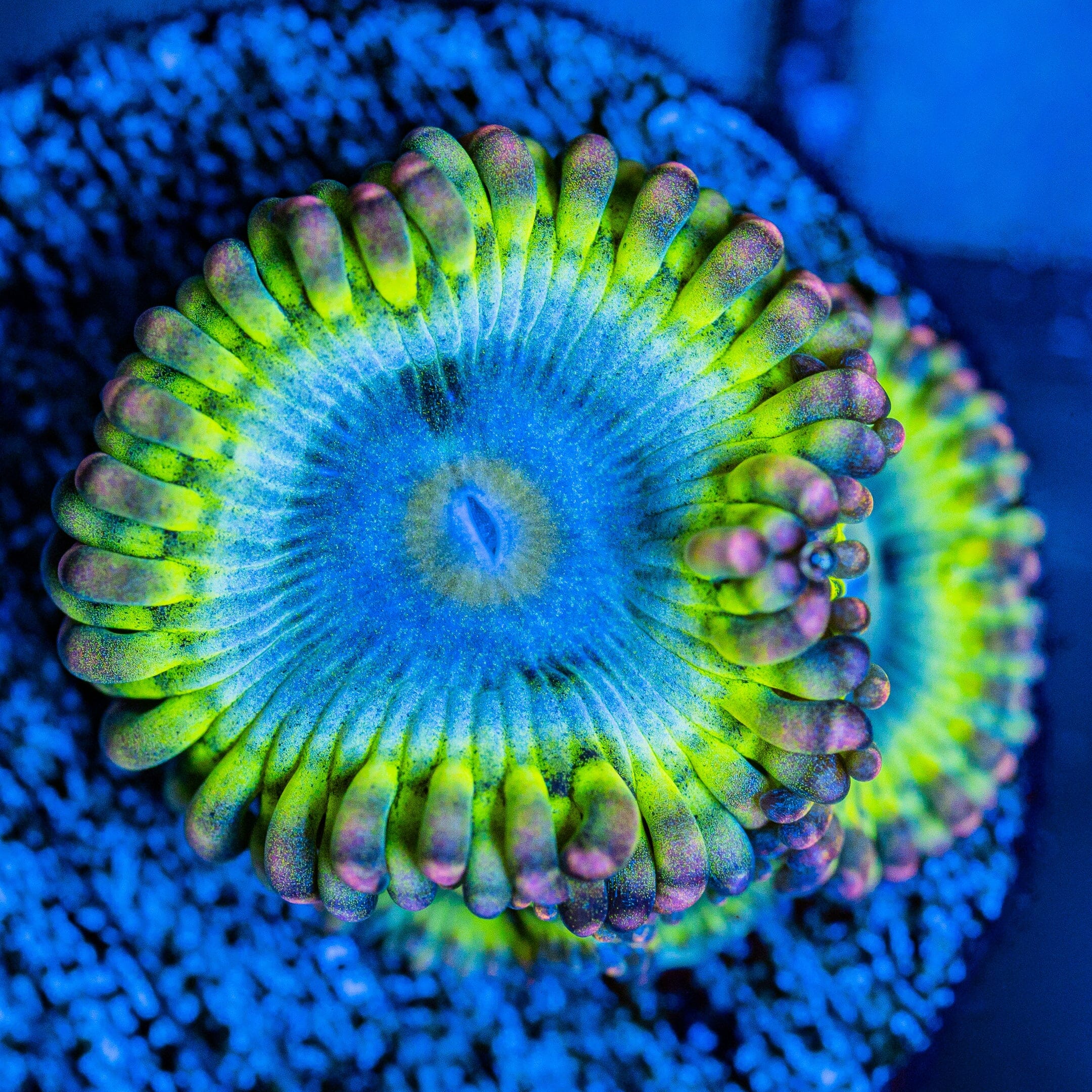 Rainbow Rhino Zoanthids Zoa Reef Lounge USA