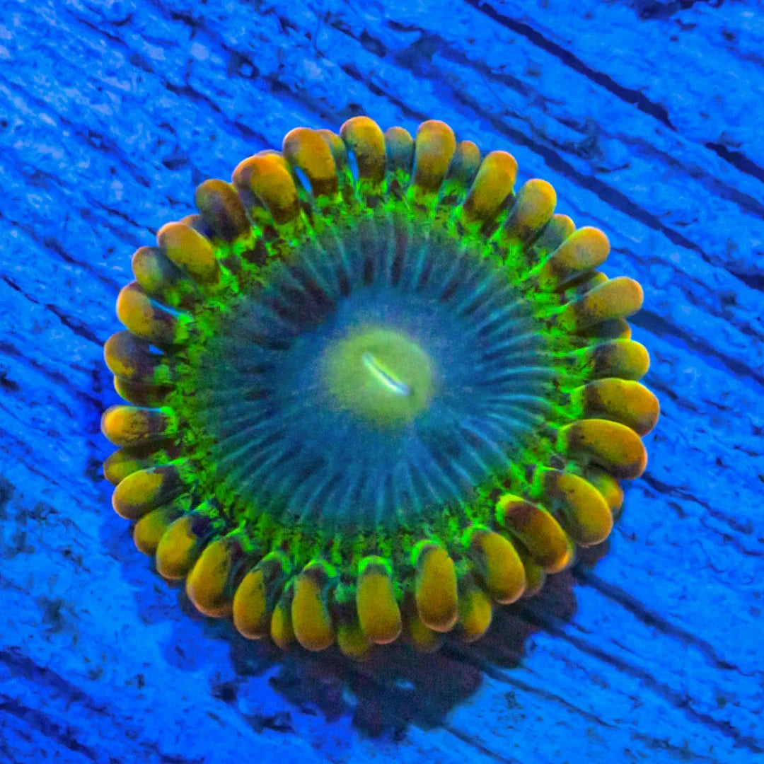 Rainbow Rhino Zoanthids Zoa Reef Lounge USA