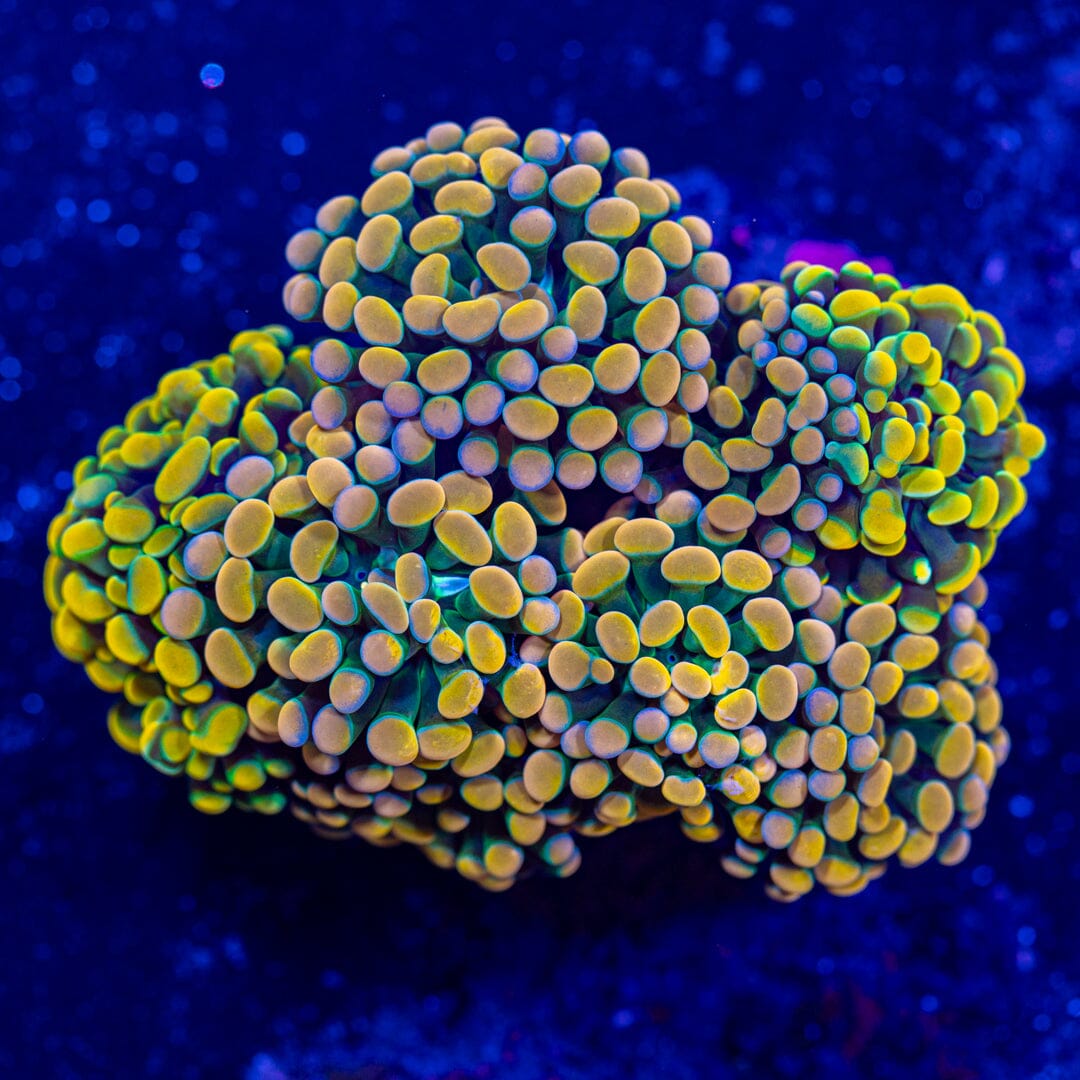Rainbow Splatter Hammer Colony - WYSIWYG Reef Lounge Norco