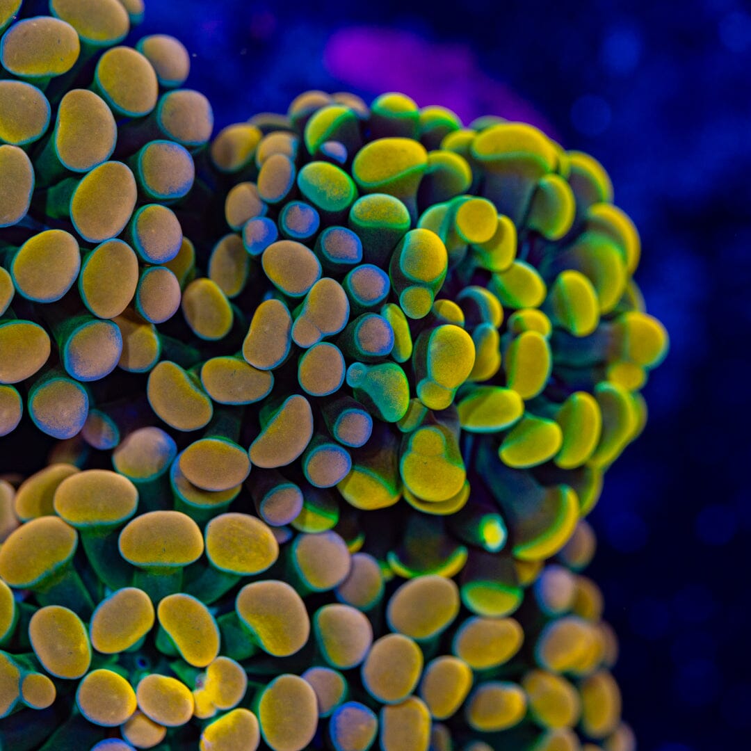 Rainbow Splatter Hammer Colony - WYSIWYG Reef Lounge Norco