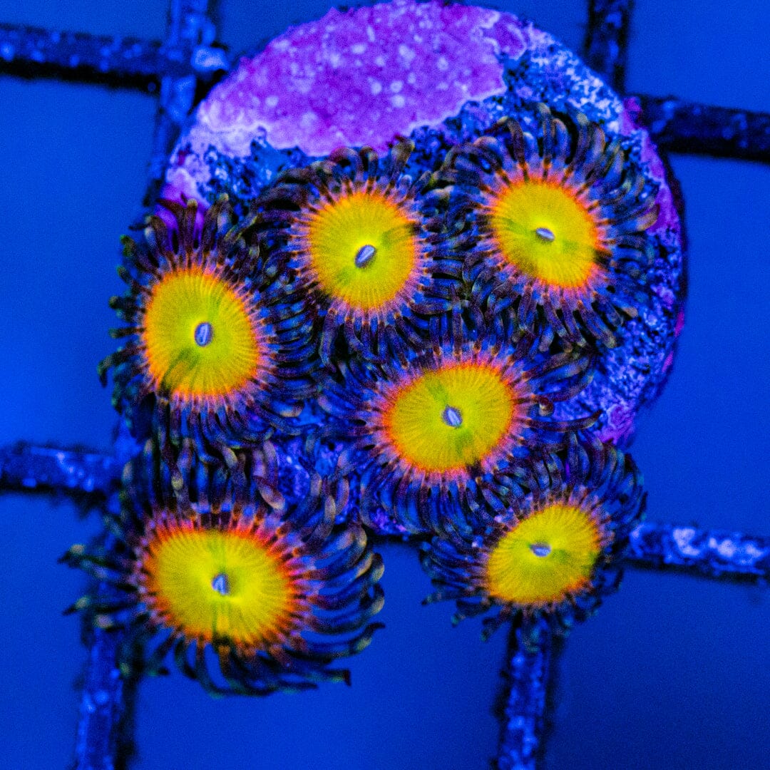 Rainbow Troll Zoa Overgrown Plug - WYSIWYG Reef Lounge Norco