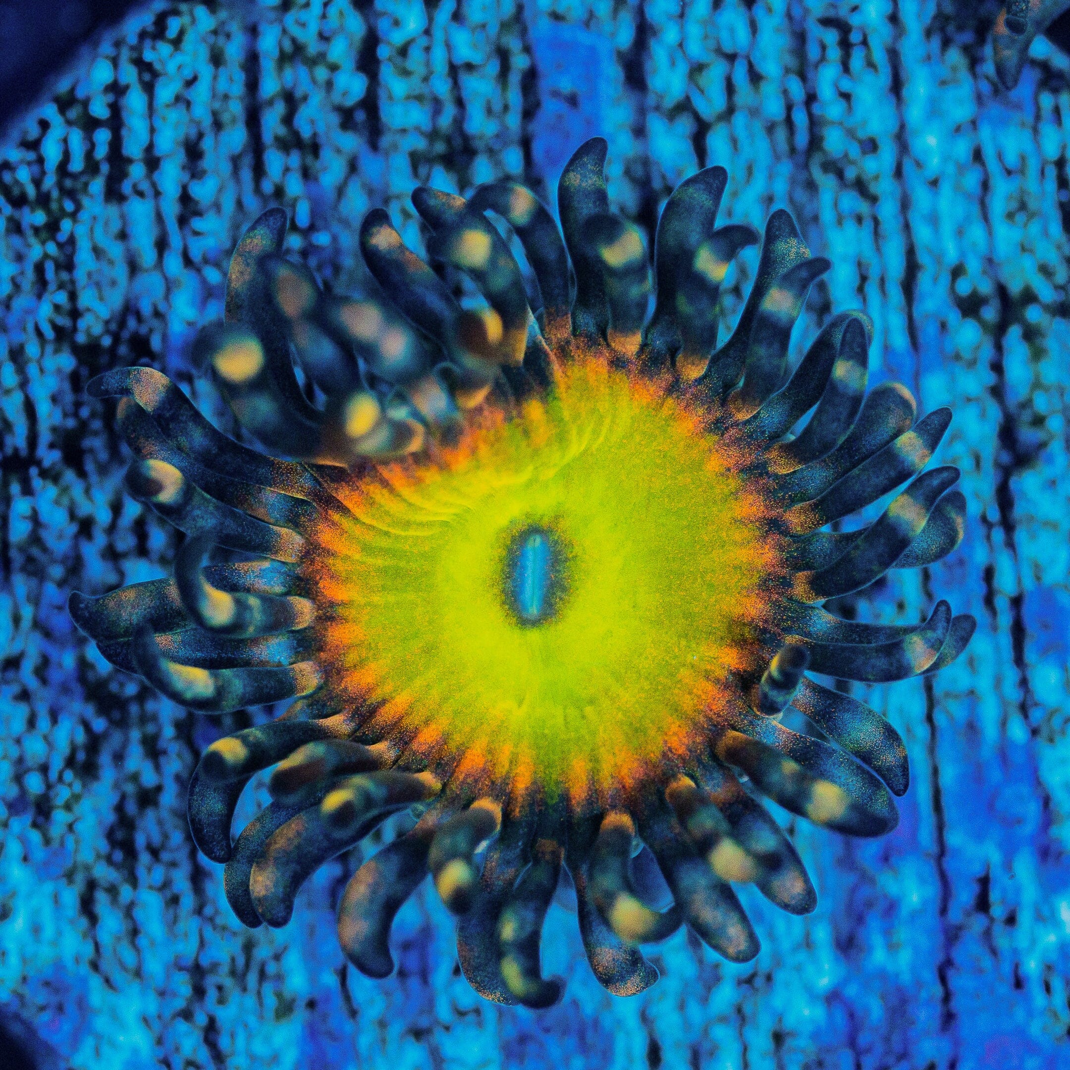 Rainbow Troll Zoanthids Zoa Reef Lounge USA