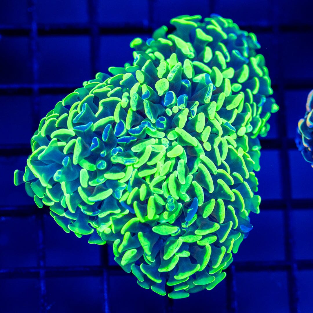 Rainbow Wall Hammer 2A - WYSIWYG Reef Lounge Coral