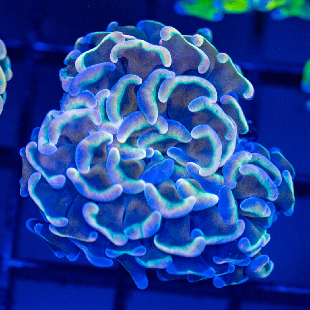 Rainbow Wall Hammer 4A - WYSIWYG Reef Lounge Coral