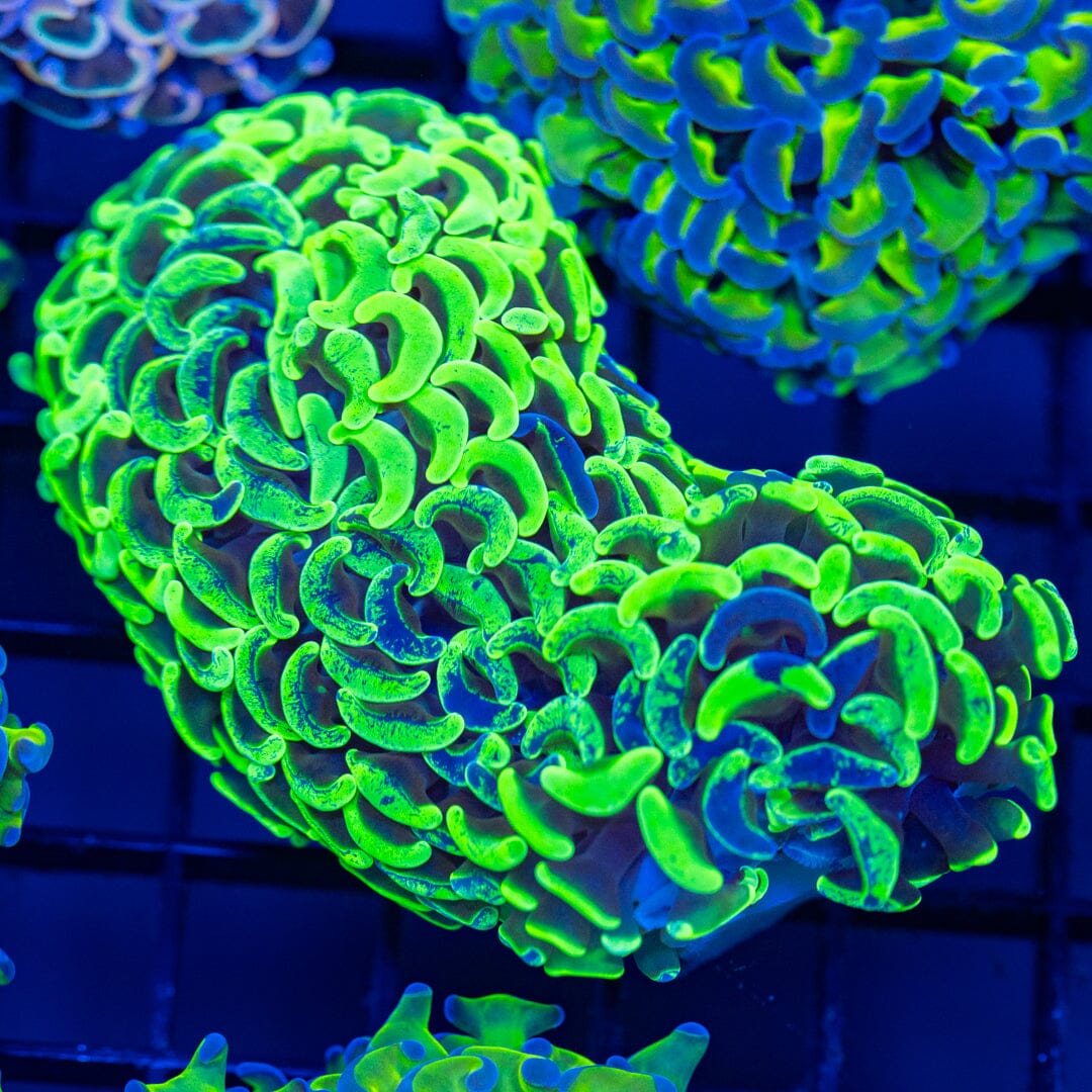 Rainbow Wall Hammer 5A - WYSIWYG Reef Lounge Coral