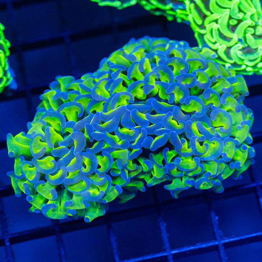 Rainbow Wall Hammer 6A - WYSIWYG Reef Lounge Coral