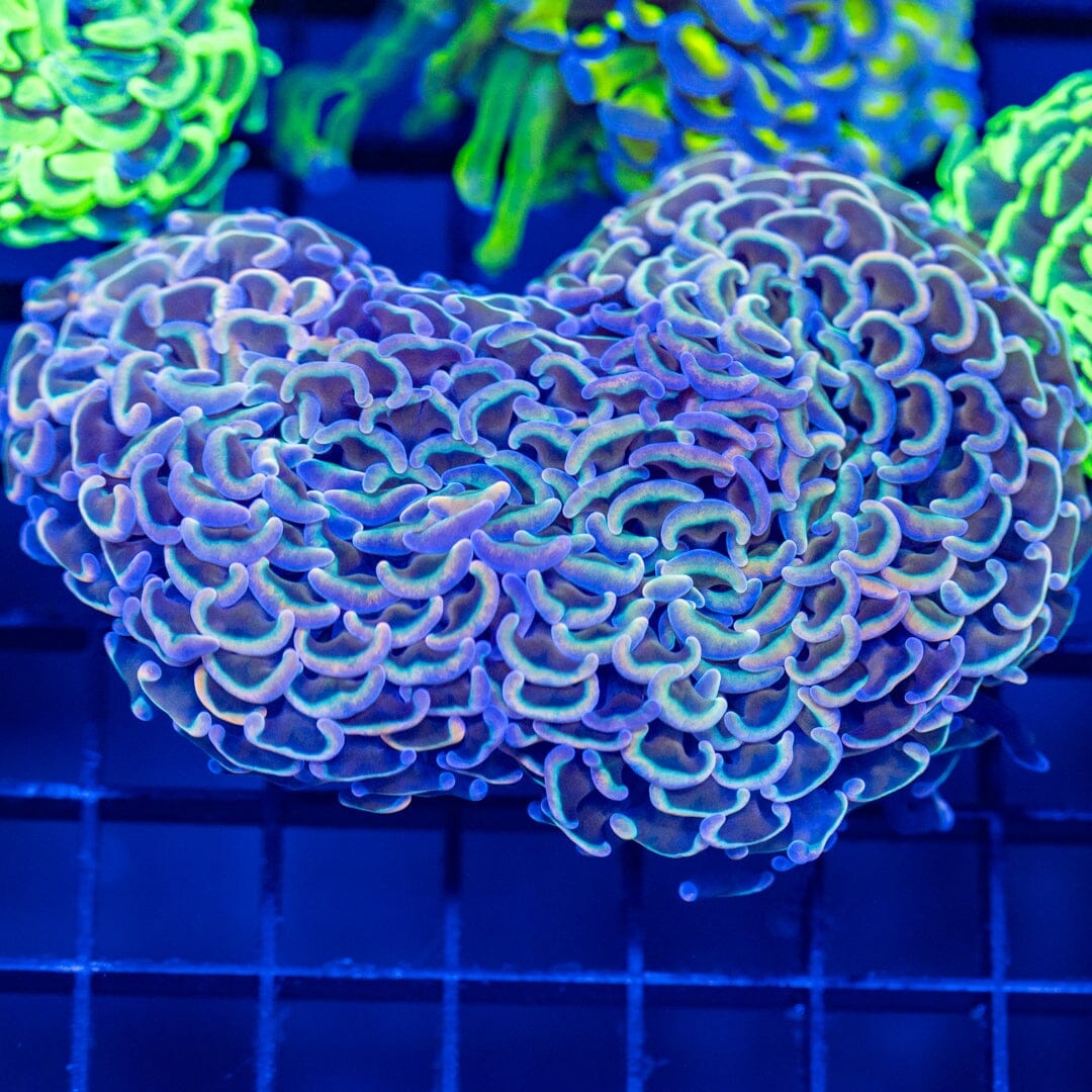 Rainbow Wall Hammer 7A - WYSIWYG Reef Lounge Coral