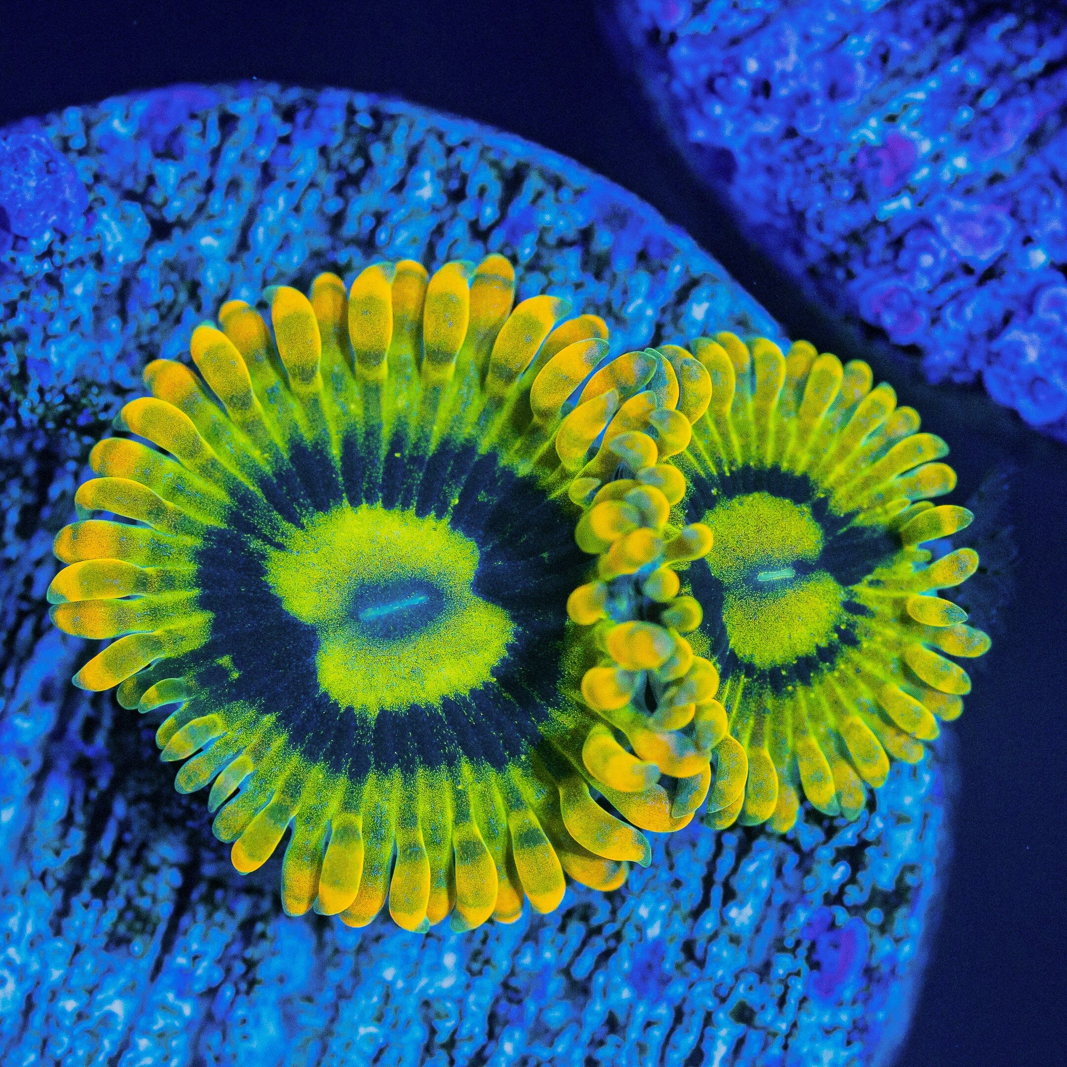 Rainbow Yoda Zoanthids Soft Coral Reef Lounge USA