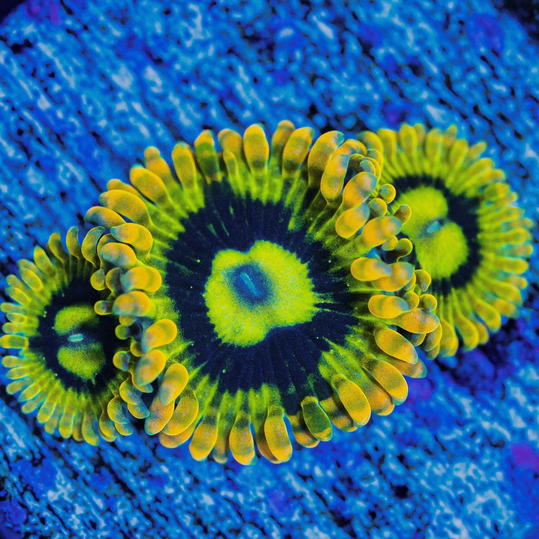 Rainbow Yoda Zoanthids