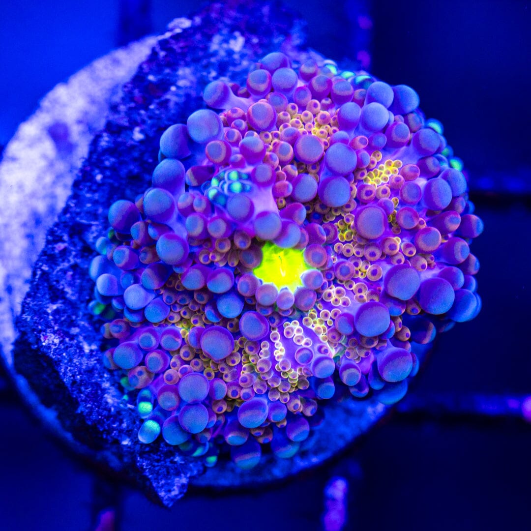 Rainbow Yuma 2A - WYSIWYG LPS Coral Reef Lounge USA
